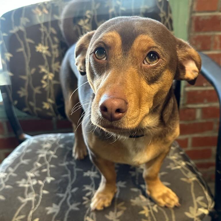 Enlarge Hershey, a Adoptable mixed breed in Marion, IL image 2/3