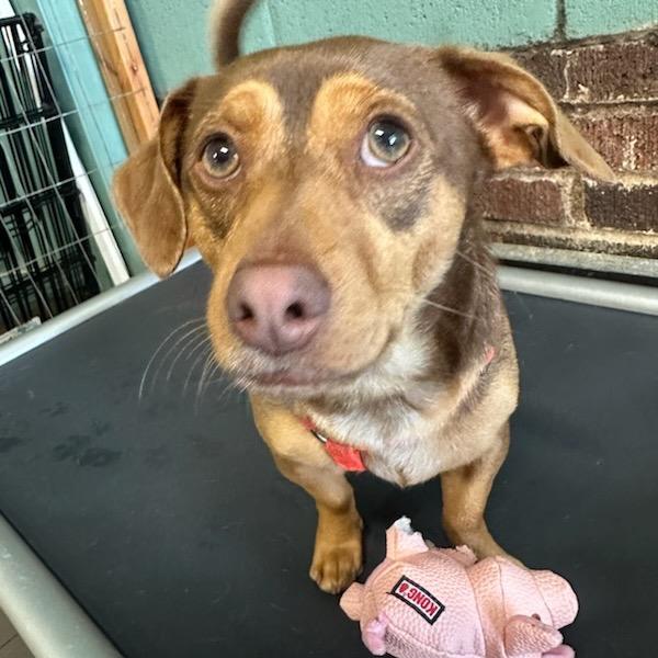 Enlarge Hershey, a Adoptable mixed breed in Marion, IL image 3/3