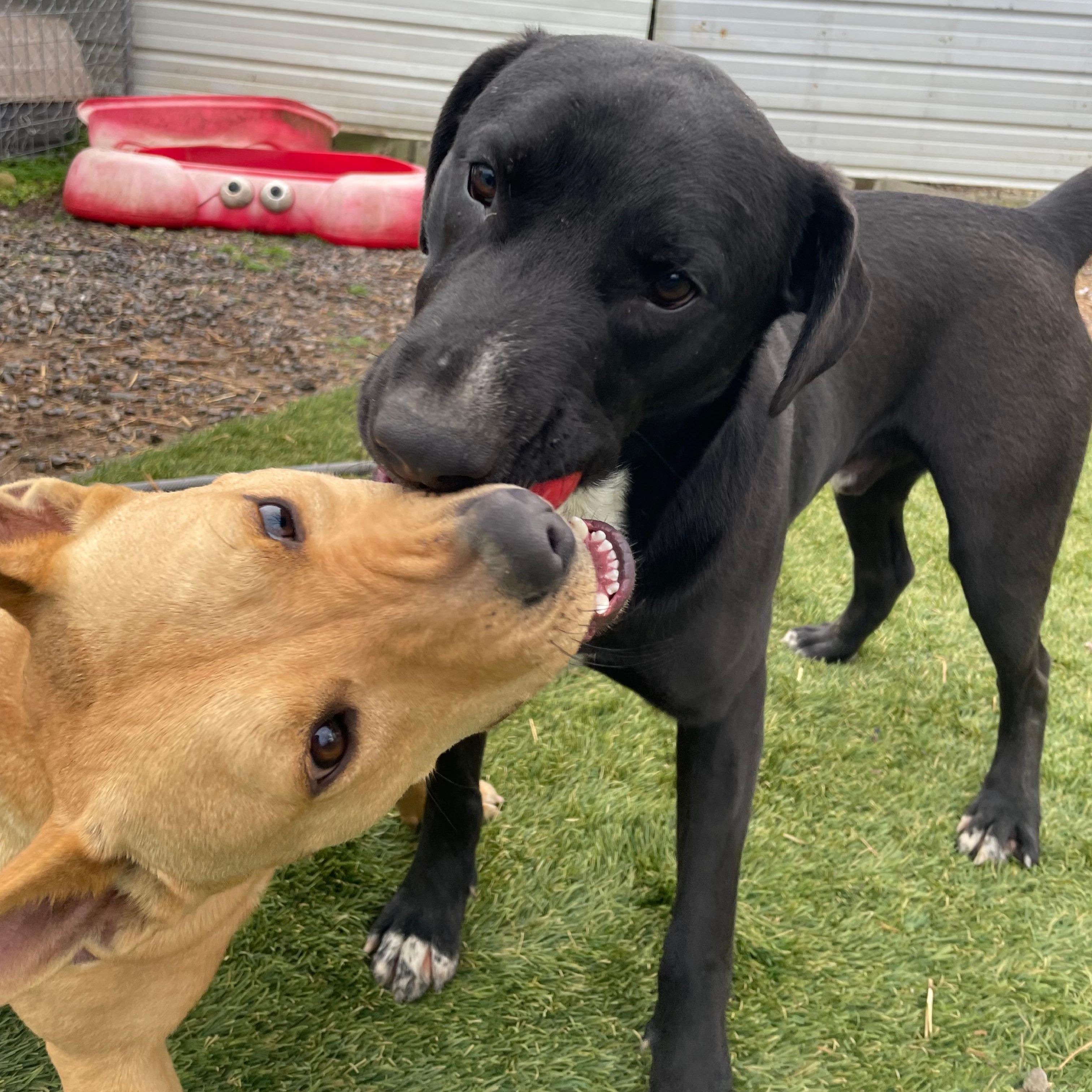 Banjo Bliss — thumbnail 2