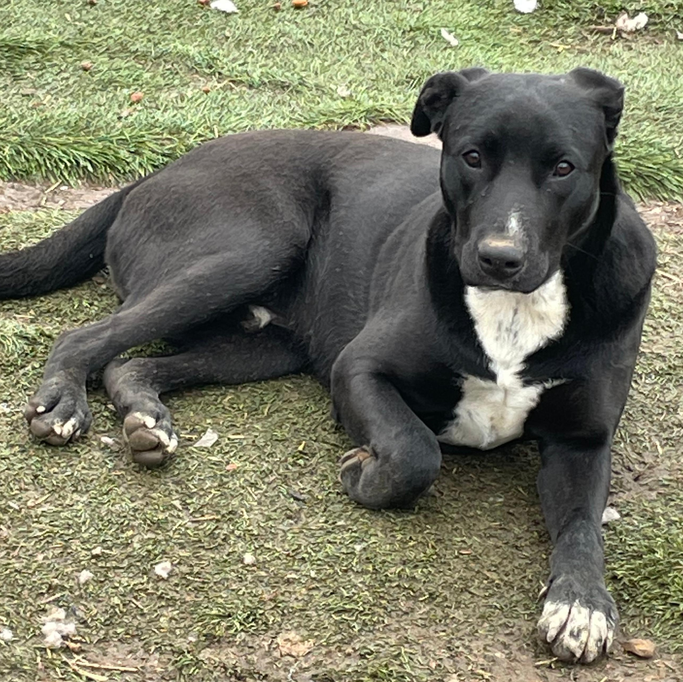 Banjo Bliss — thumbnail 3