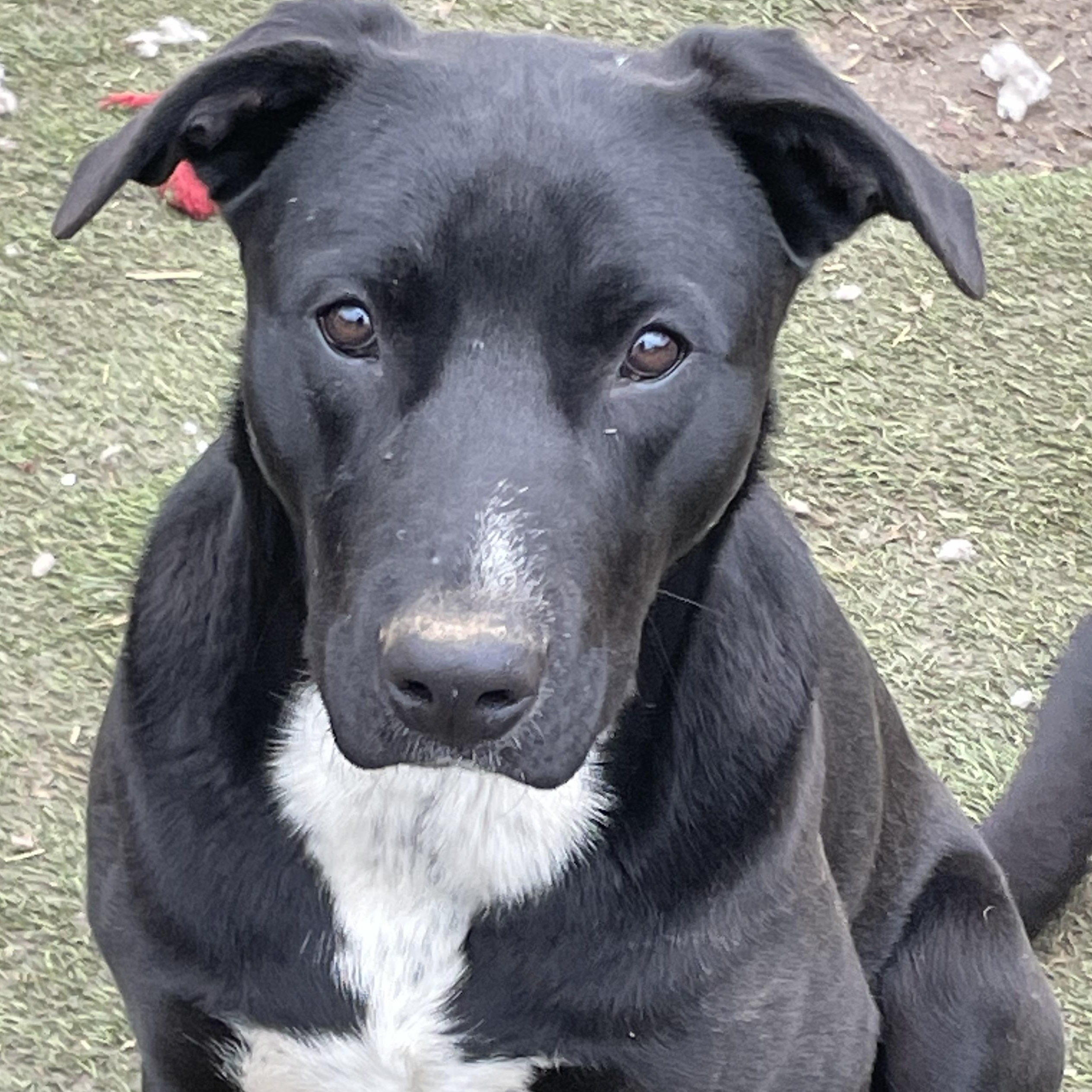 Banjo Bliss — thumbnail 5