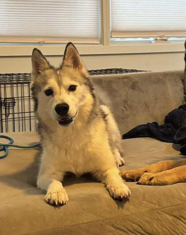 Enlarge Memphis, a Adoptable Siberian Husky in Columbus, IN image 1/3