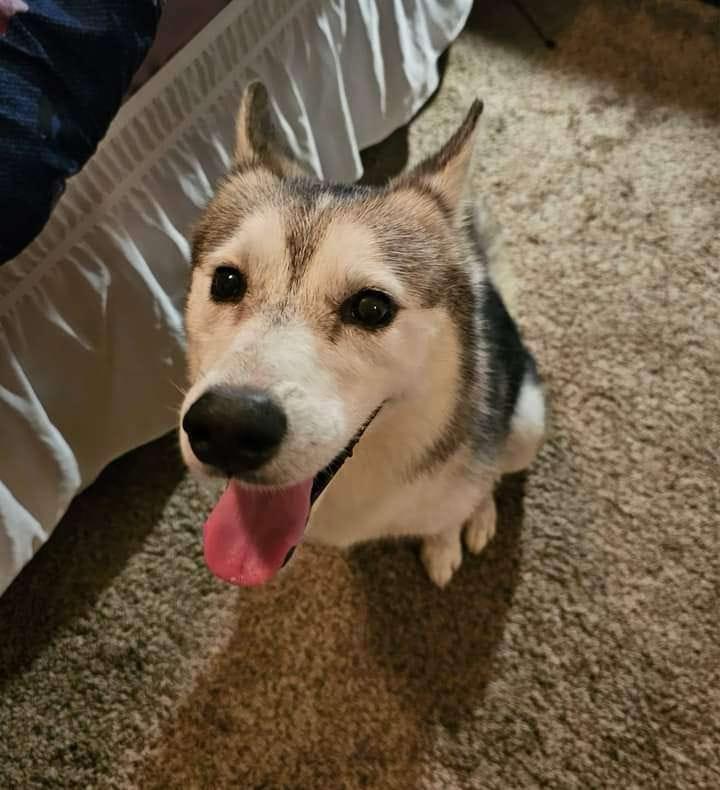 Enlarge Memphis, a Adoptable Siberian Husky in Columbus, IN image 1/3