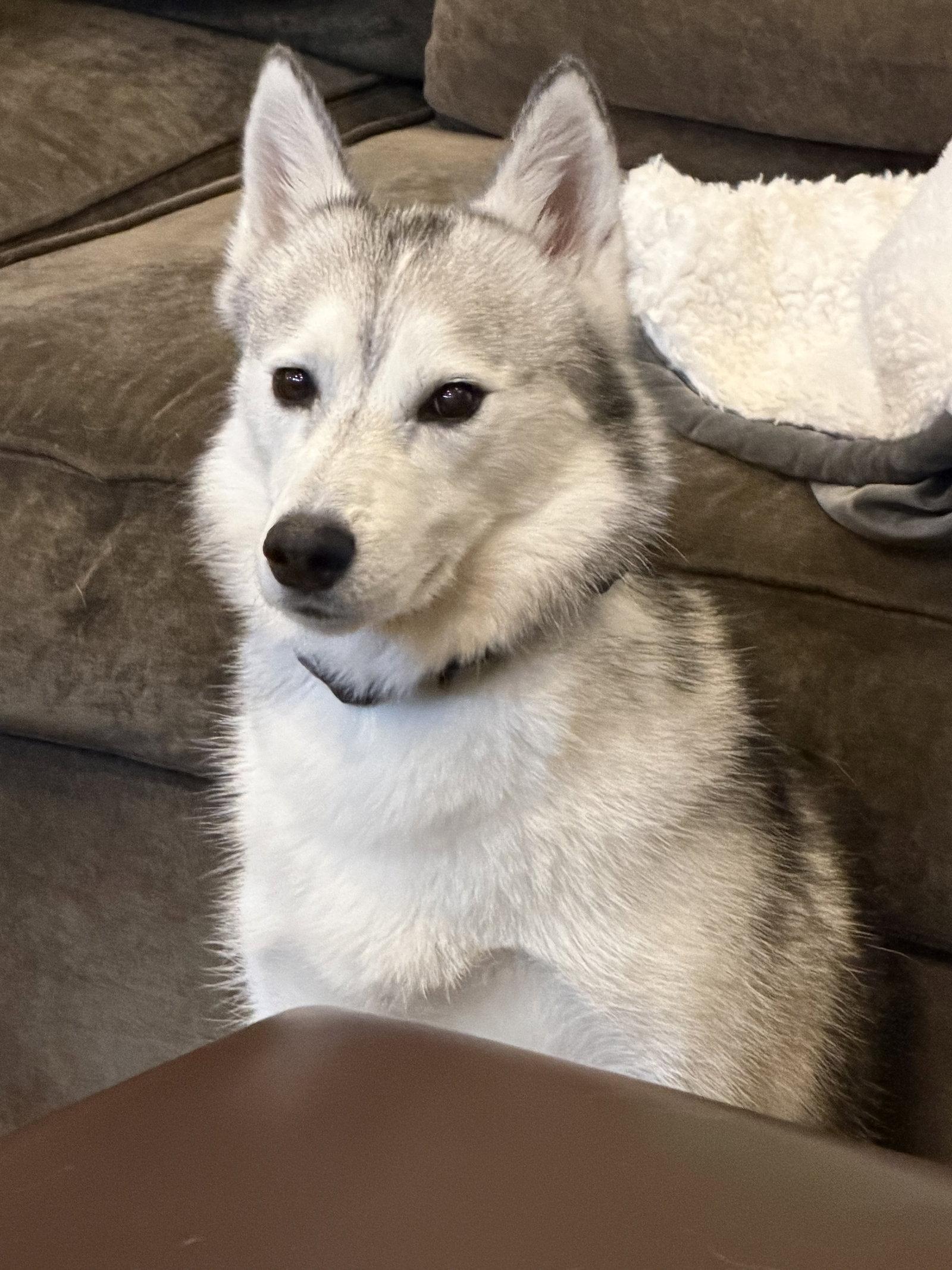 Enlarge Memphis, a Adoptable Siberian Husky in Columbus, IN image 2/3