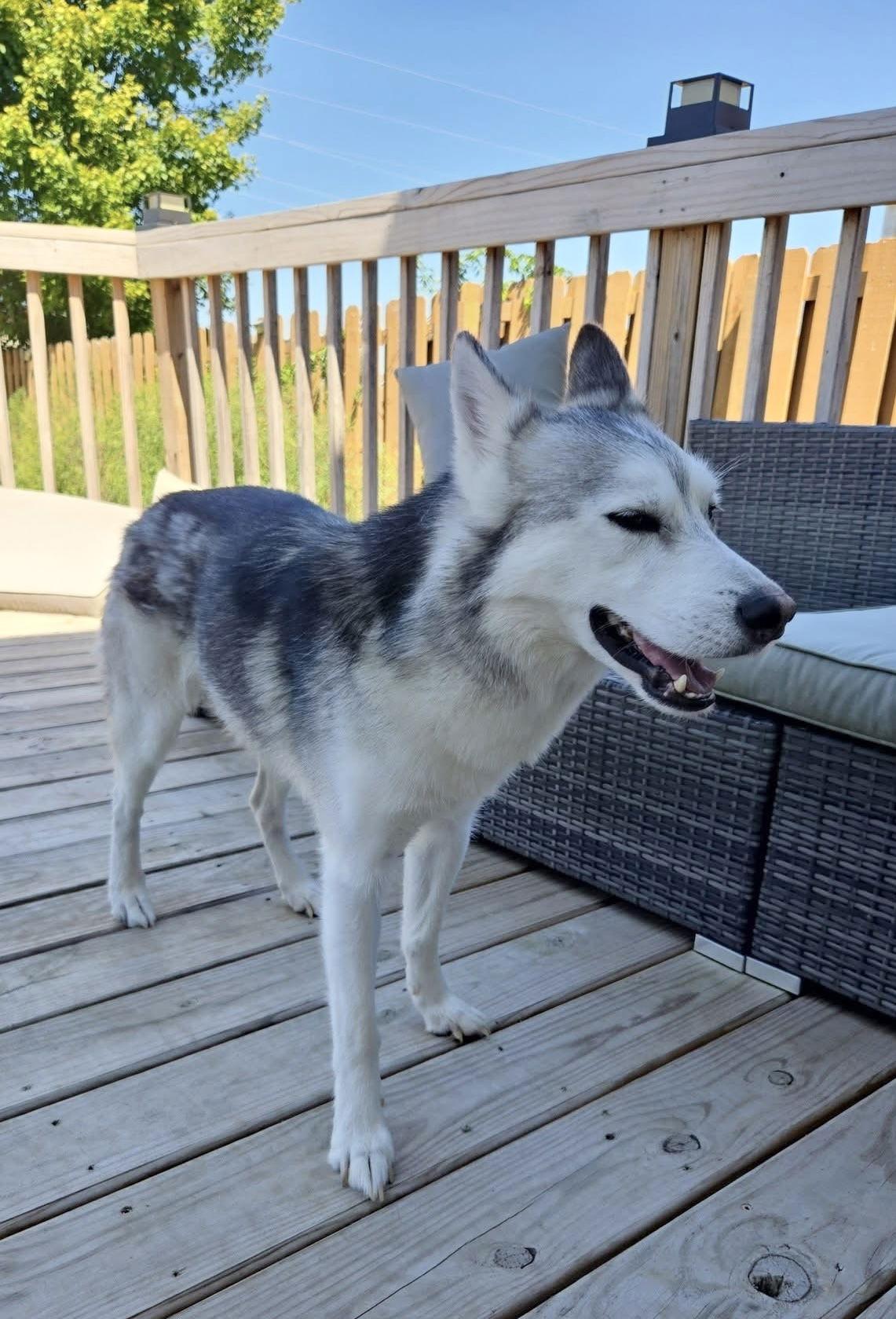 Enlarge Memphis, a Adoptable Siberian Husky in Columbus, IN image 2/3