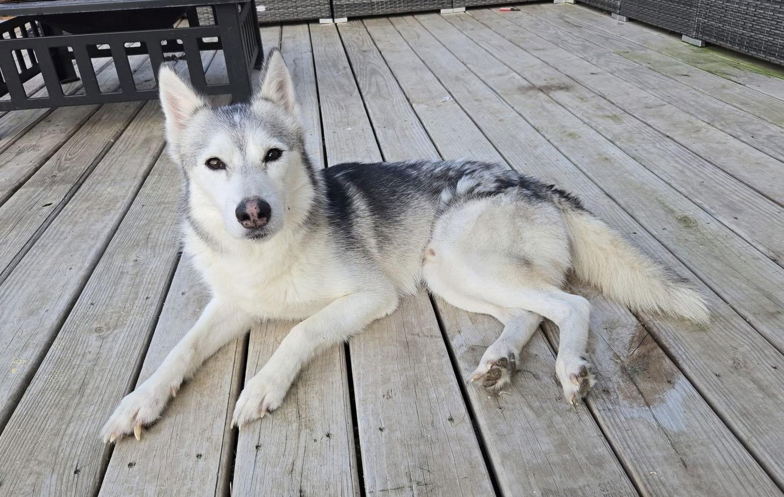 Enlarge Memphis, a Adoptable Siberian Husky in Columbus, IN image 3/3