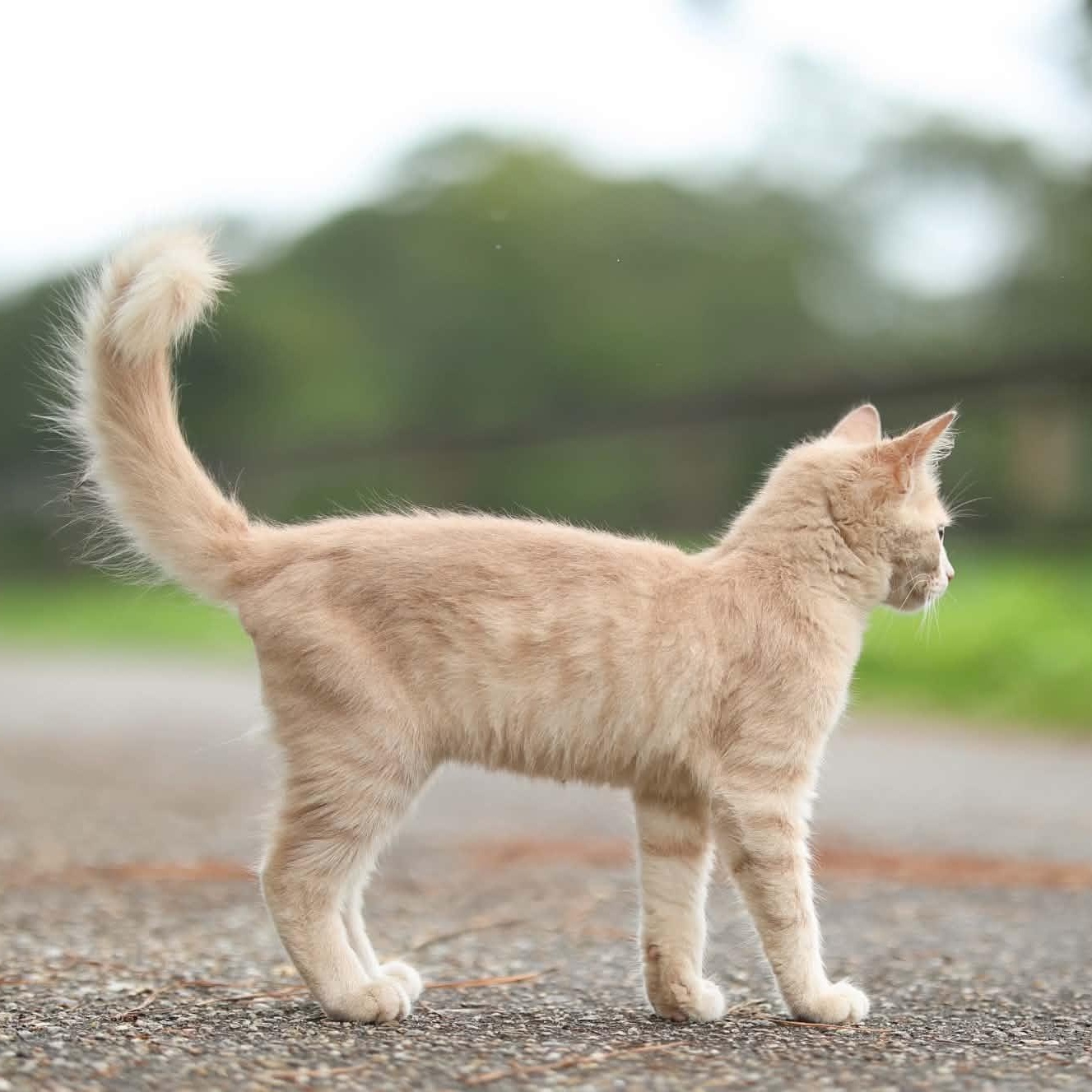 Enlarge Simba, a Adoptable Domestic Medium Hair in Albany, NY image 2/3
