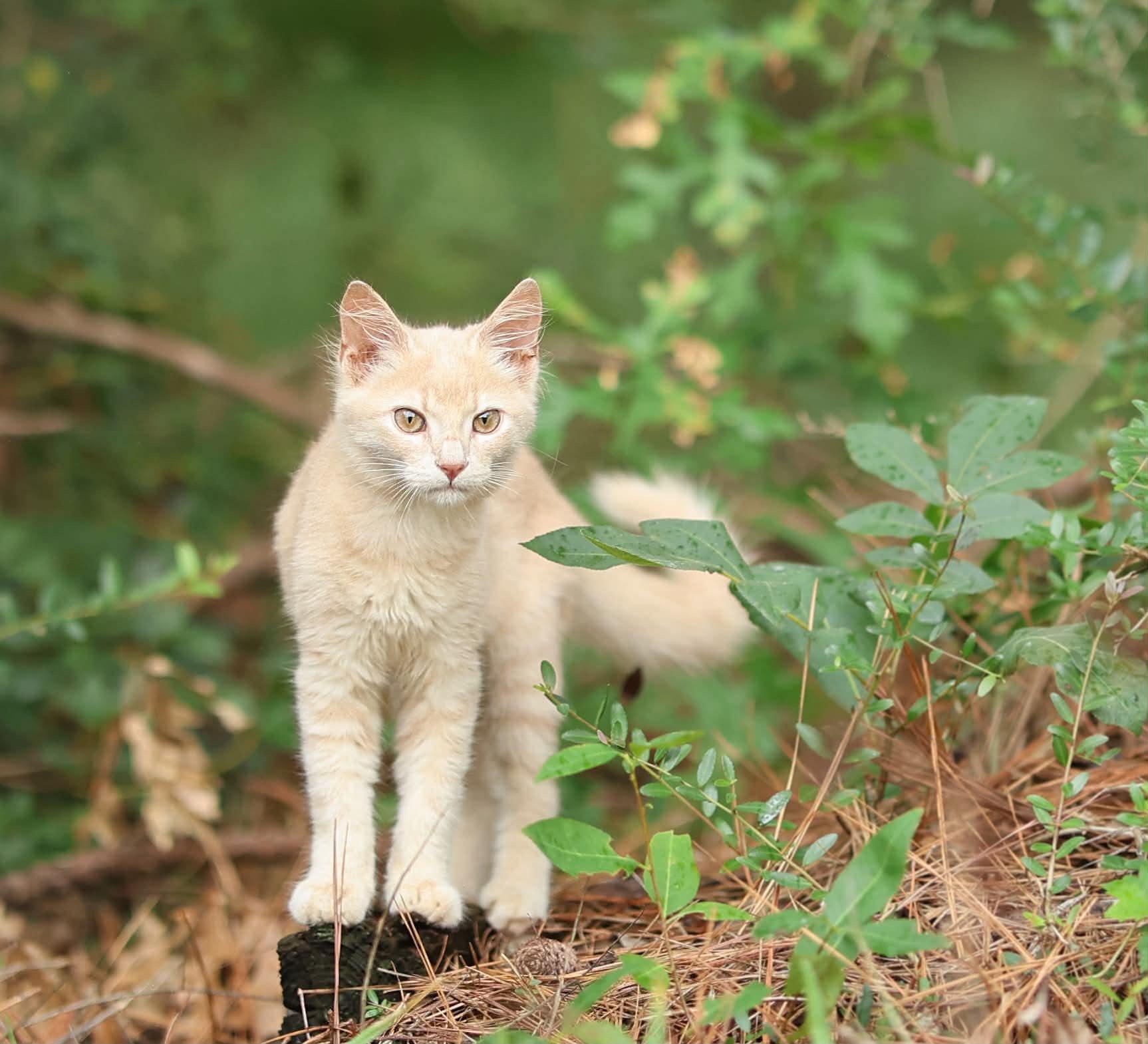Enlarge Simba, a Adoptable Domestic Medium Hair in Albany, NY image 3/3