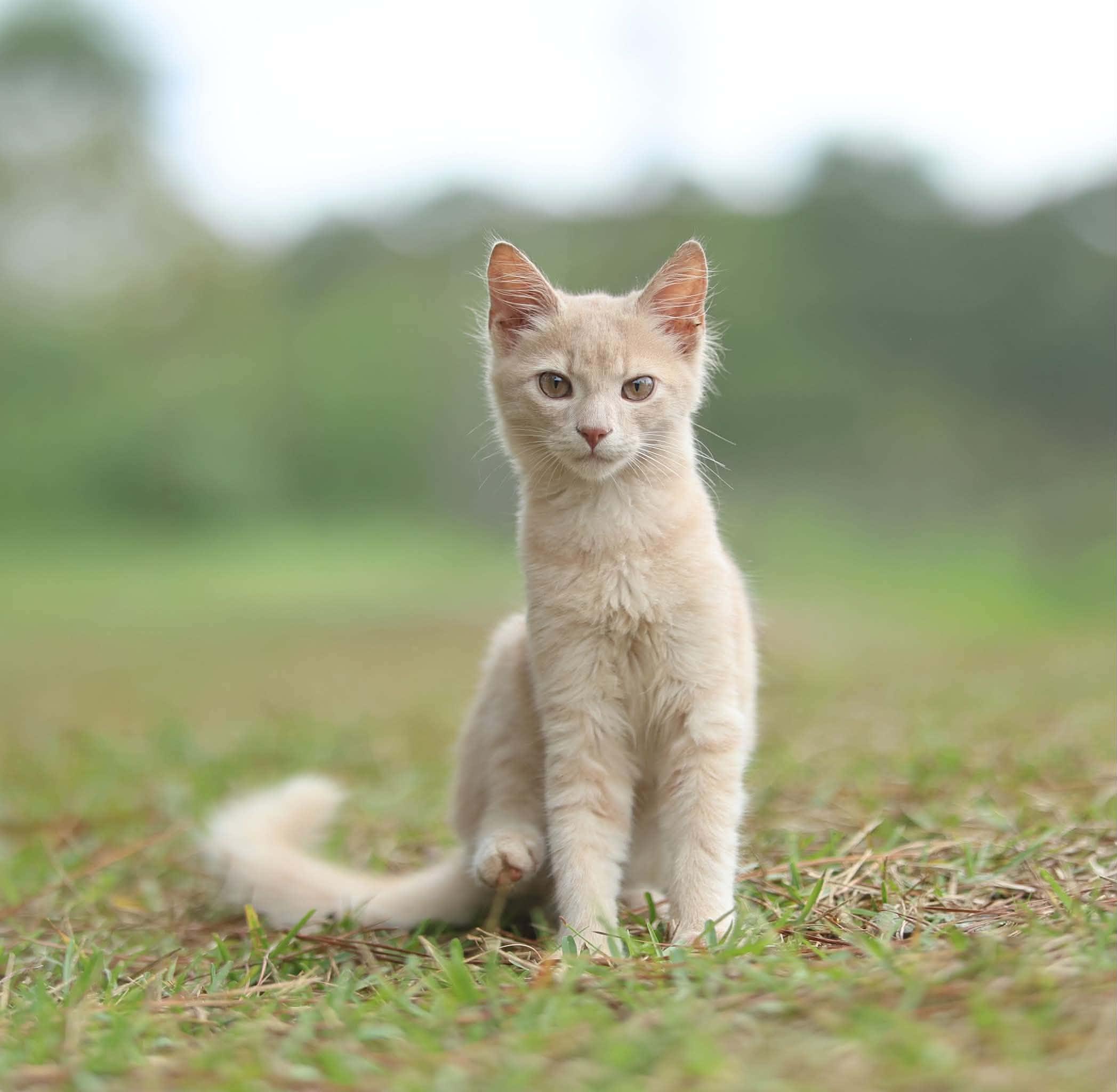 Simba, Adoptable, Kitten Male Domestic Medium Hair.