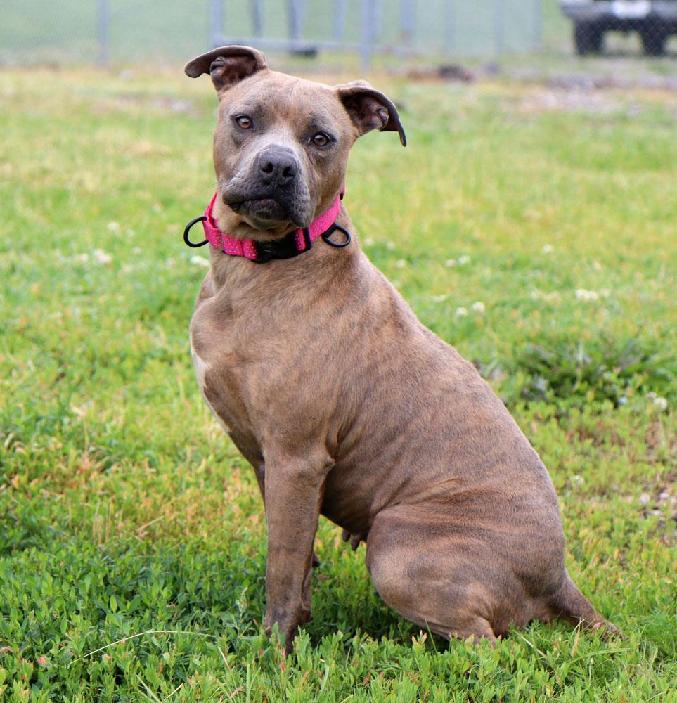 Enlarge Pebbles (AO36535), a ADOPTABLE mixed breed in Kansas City, KS image 3/6