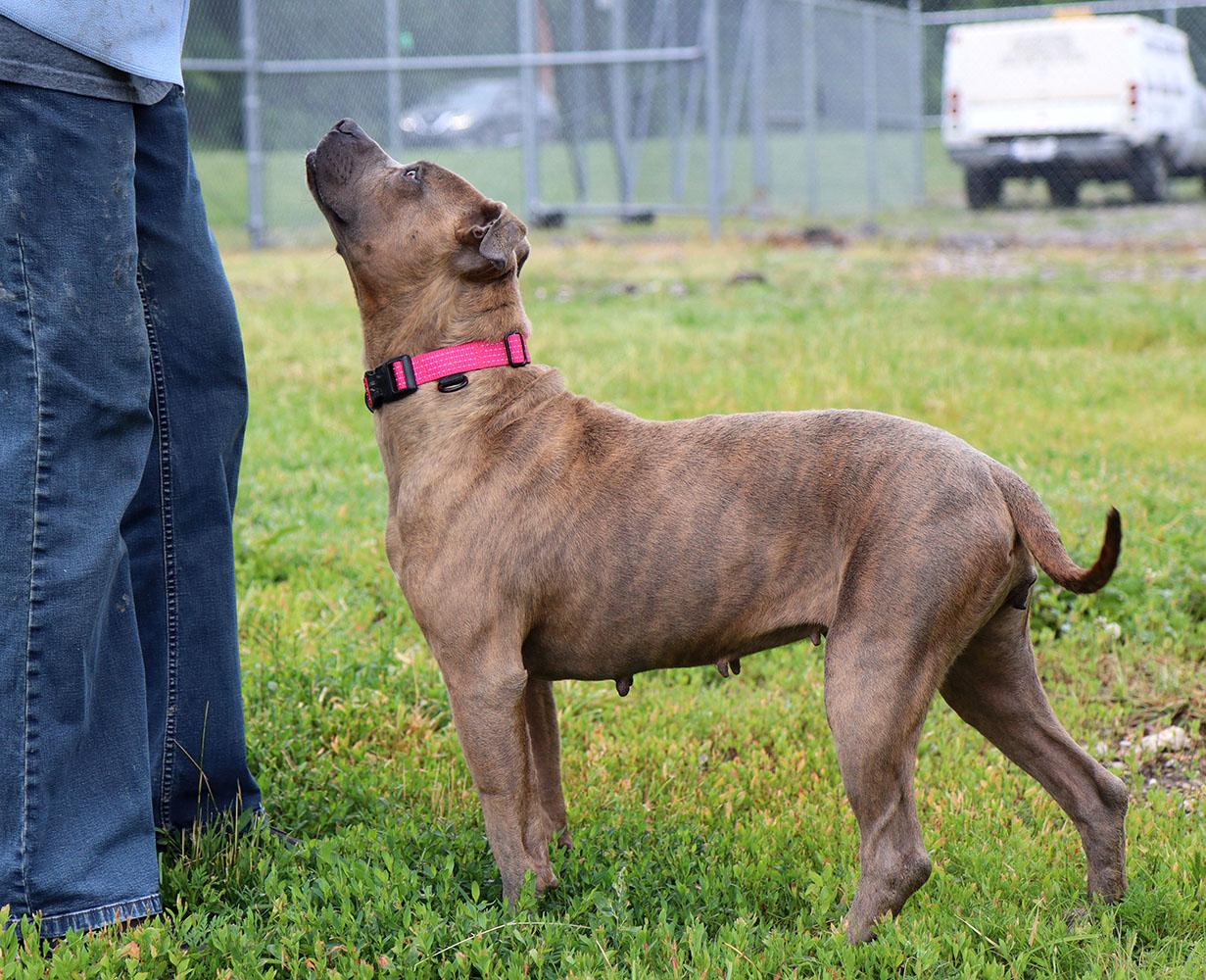 Enlarge Pebbles (AO36535), a ADOPTABLE mixed breed in Kansas City, KS image 5/6
