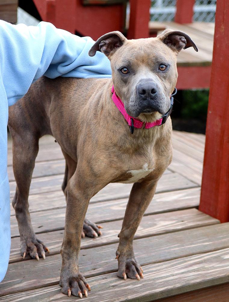 Enlarge Pebbles (AO36535), a ADOPTABLE mixed breed in Kansas City, KS image 2/6