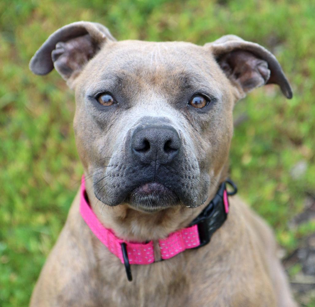 Pebbles (AO36535), ADOPTABLE, Adult Female Pit Bull Terrier.