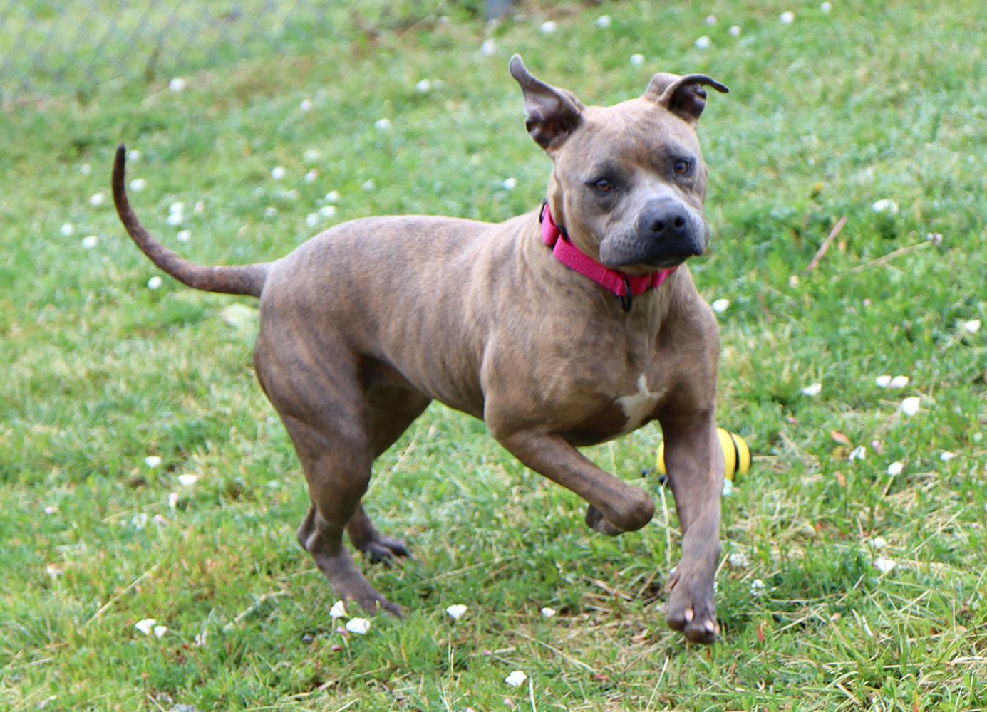 Enlarge Pebbles (AO36535), a ADOPTABLE mixed breed in Kansas City, KS image 4/6