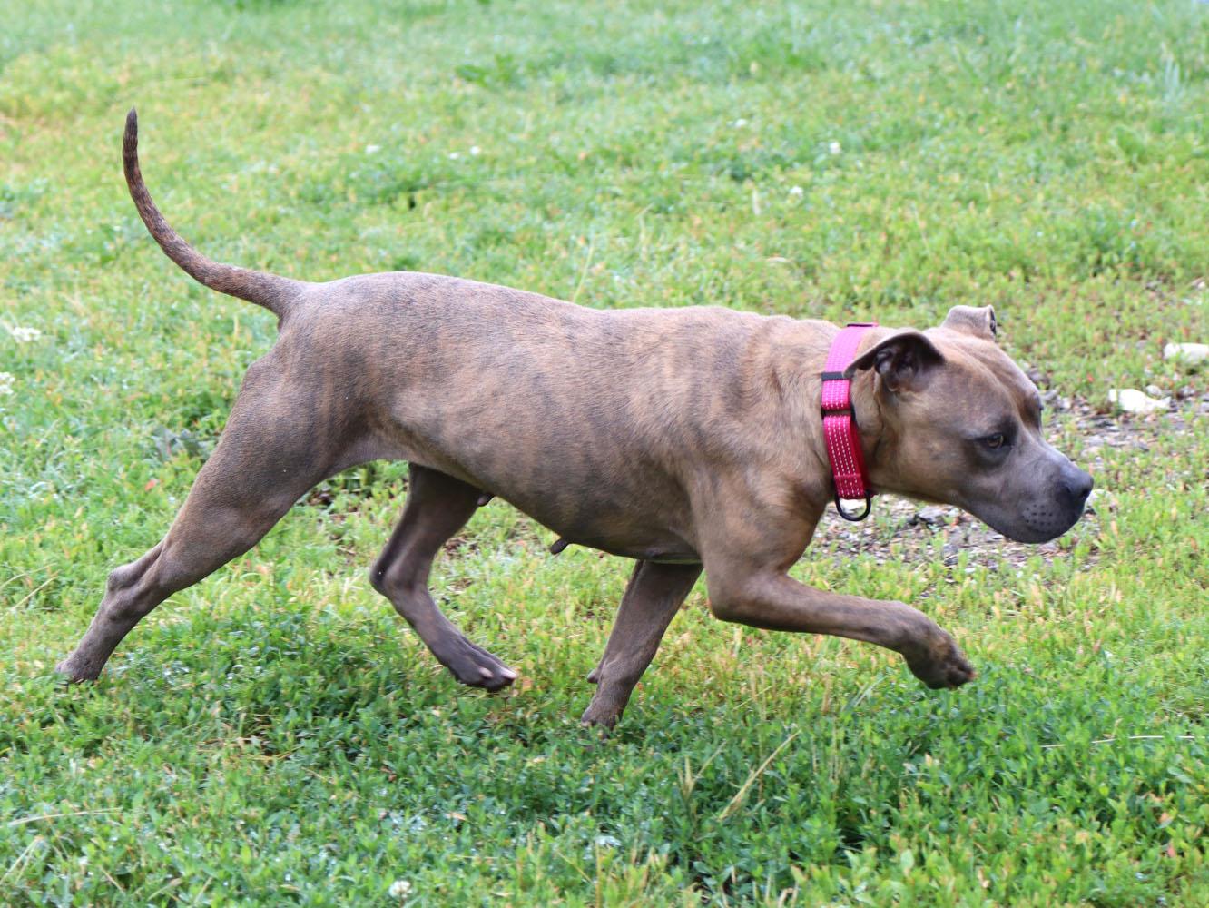 Enlarge Pebbles (AO36535), a ADOPTABLE mixed breed in Kansas City, KS image 6/6