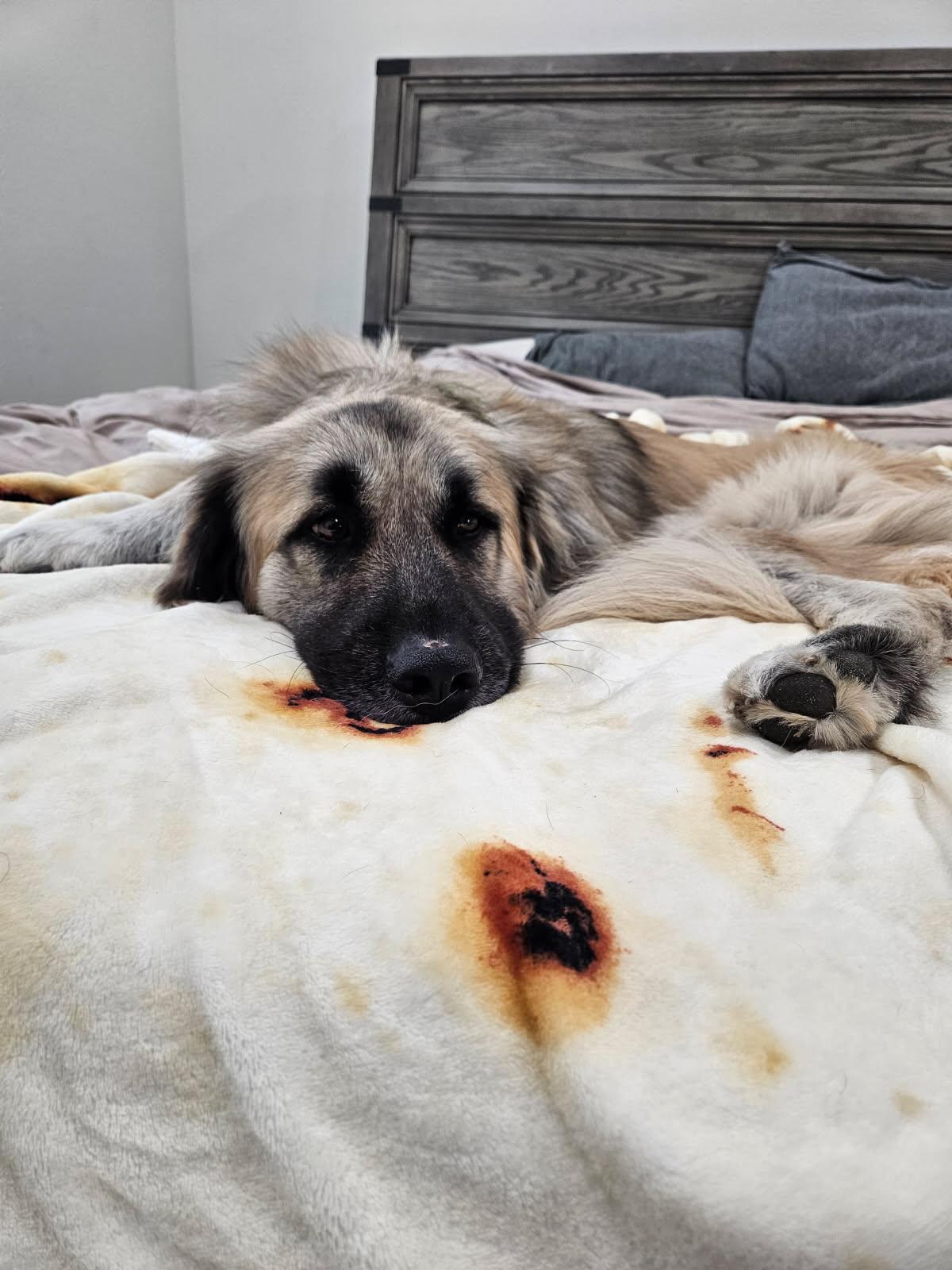 Bear, a Adoptable Leonberger in Colleyville, TX image 2/6