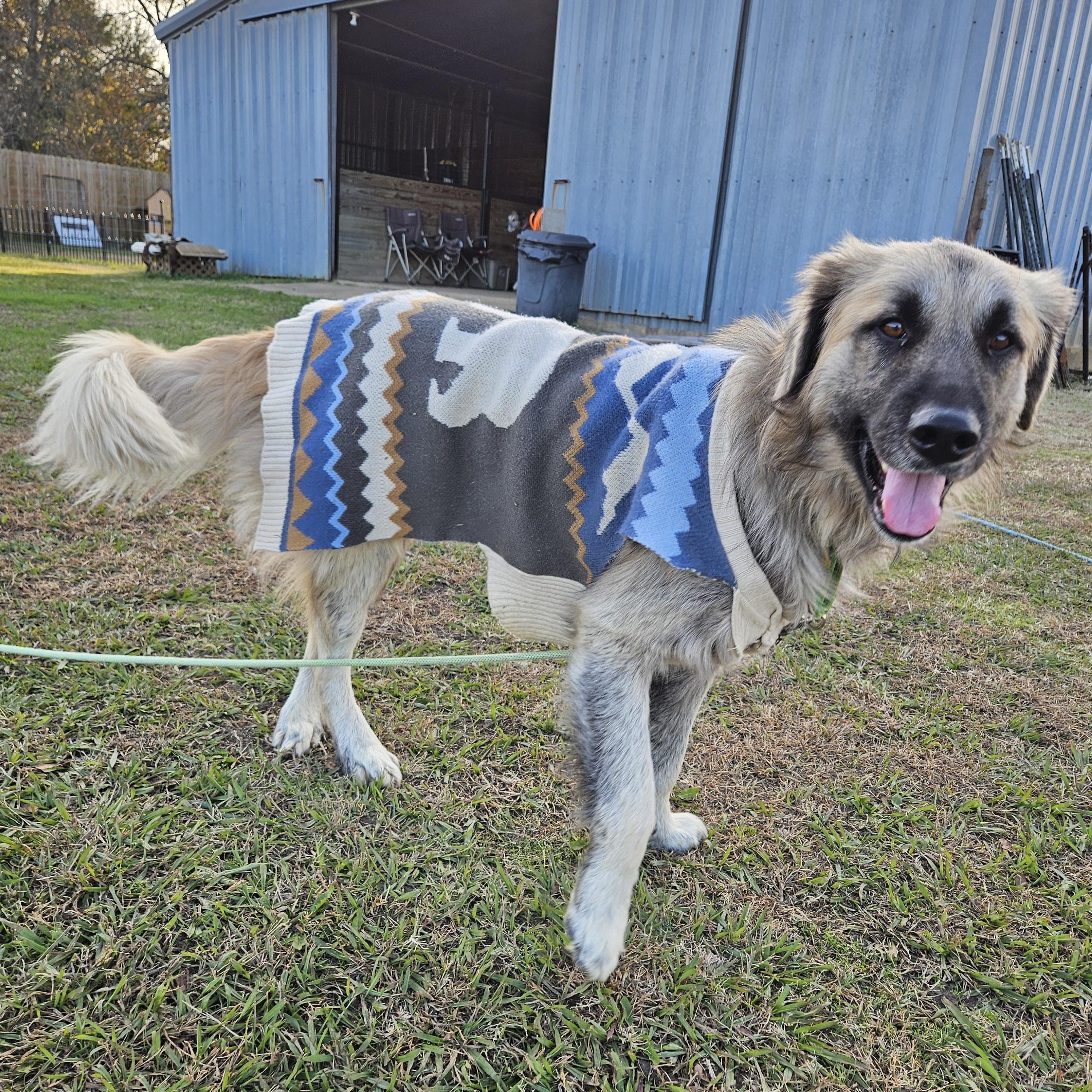 Bear, a Adoptable Leonberger in Colleyville, TX image 3/6