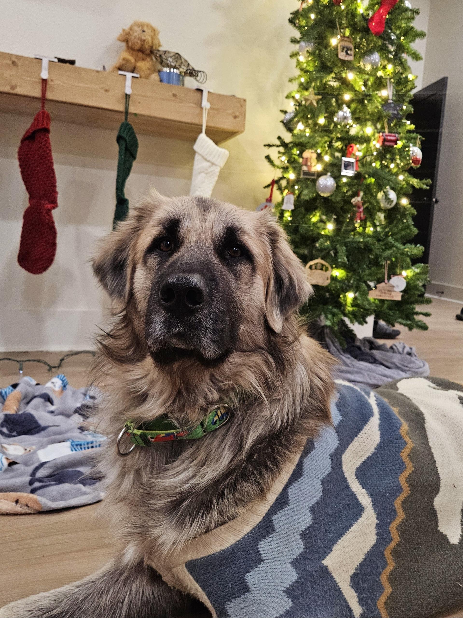 Bear, a Adoptable Leonberger in Colleyville, TX image 4/6