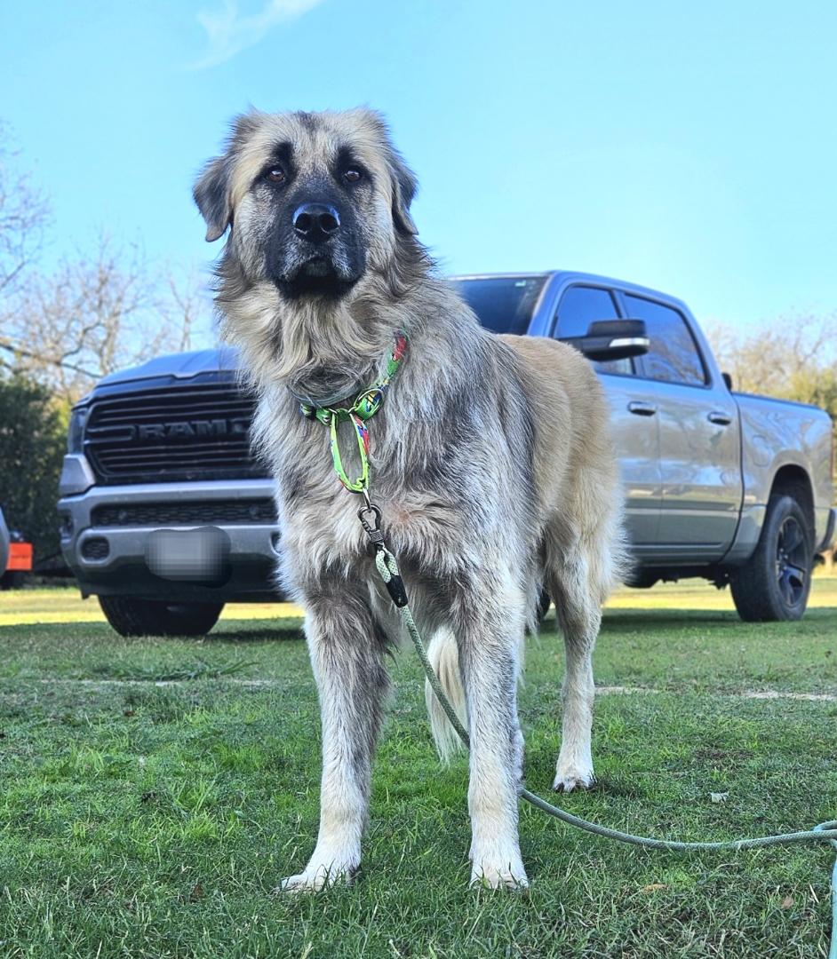 Bear, Adult Male Leonberger