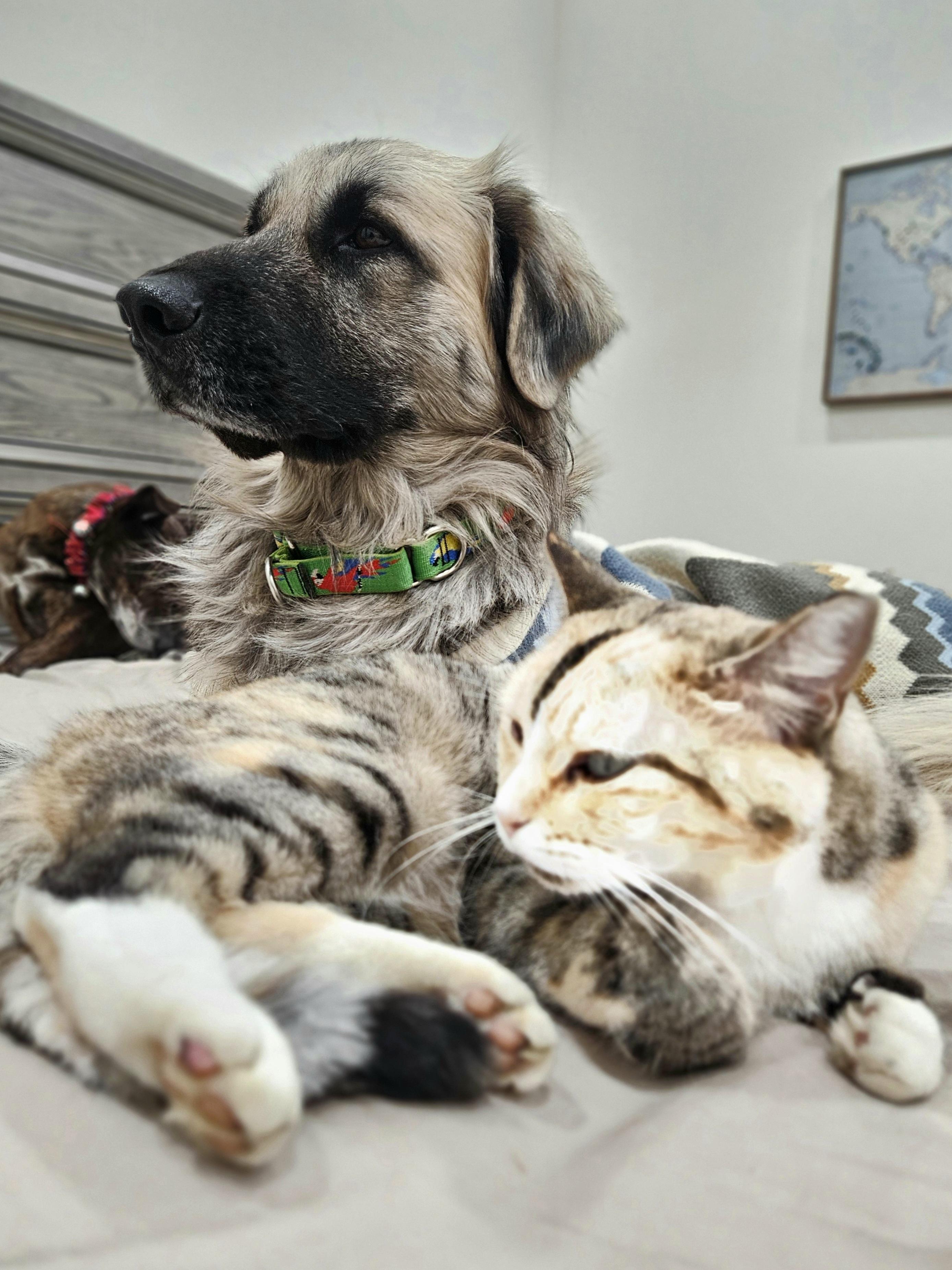 Bear, a Adoptable Leonberger in Colleyville, TX image 5/6