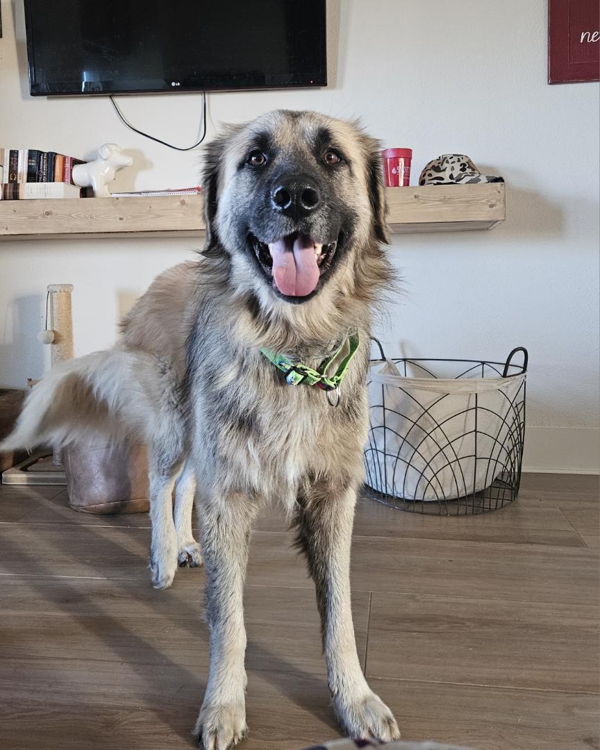 Bear, a Adoptable Leonberger in Colleyville, TX image 6/6
