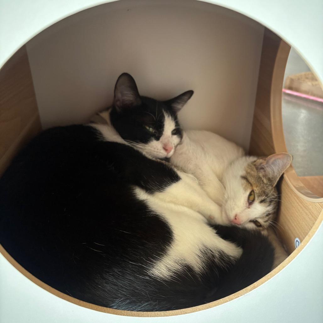 Enlarge Utah, a Adoptable Domestic Short Hair in Normal, IL image 2/4