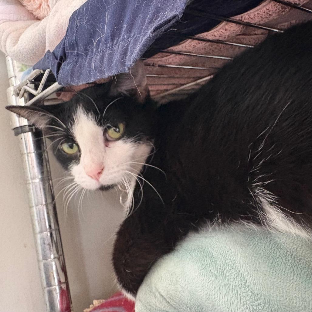 Enlarge Utah, a Adoptable Domestic Short Hair in Normal, IL image 3/4