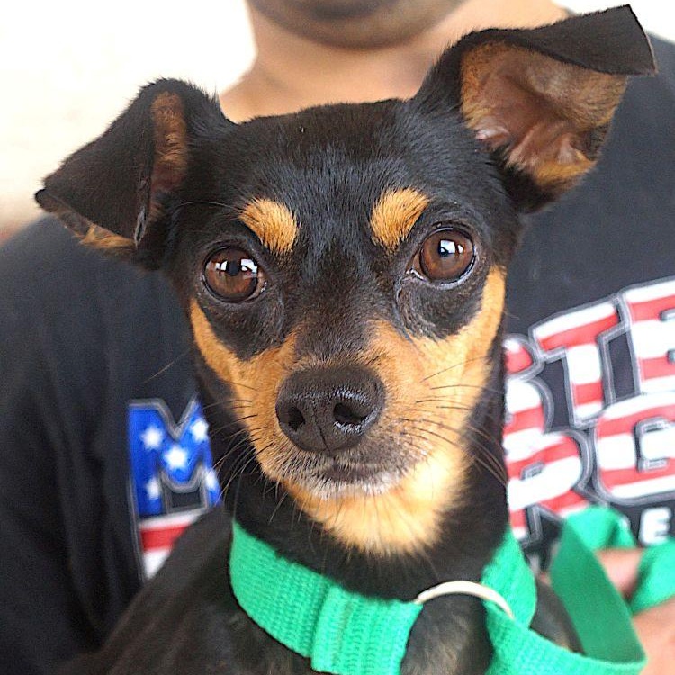 Hank, Adult Male Chiweenie