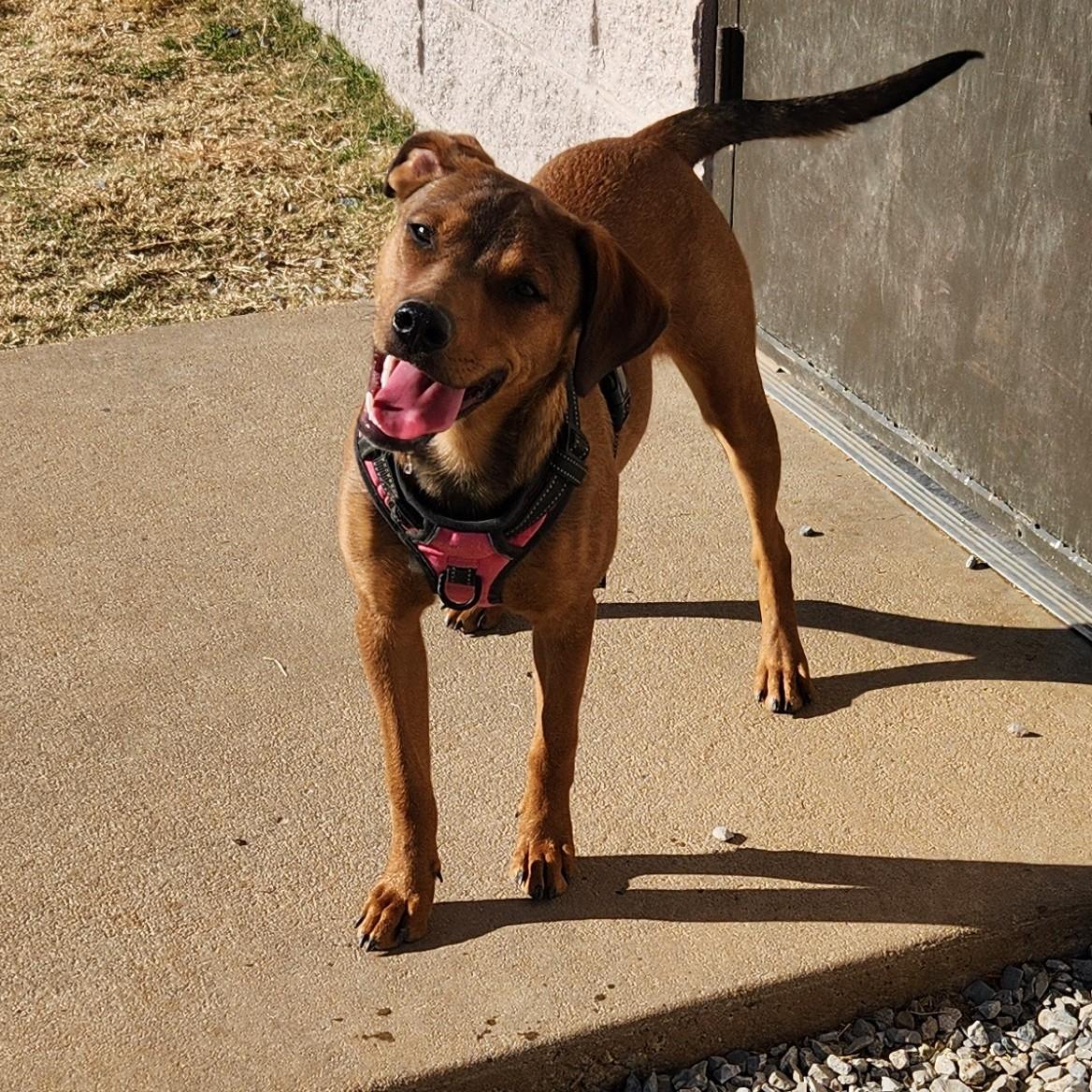 Enlarge Rolo, a ADOPTABLE mixed breed in Siloam Springs, AR image 1/5