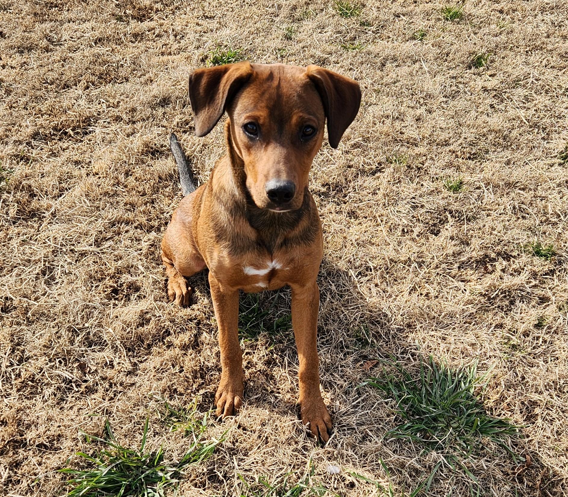 Enlarge Rolo, a ADOPTABLE mixed breed in Siloam Springs, AR image 1/3