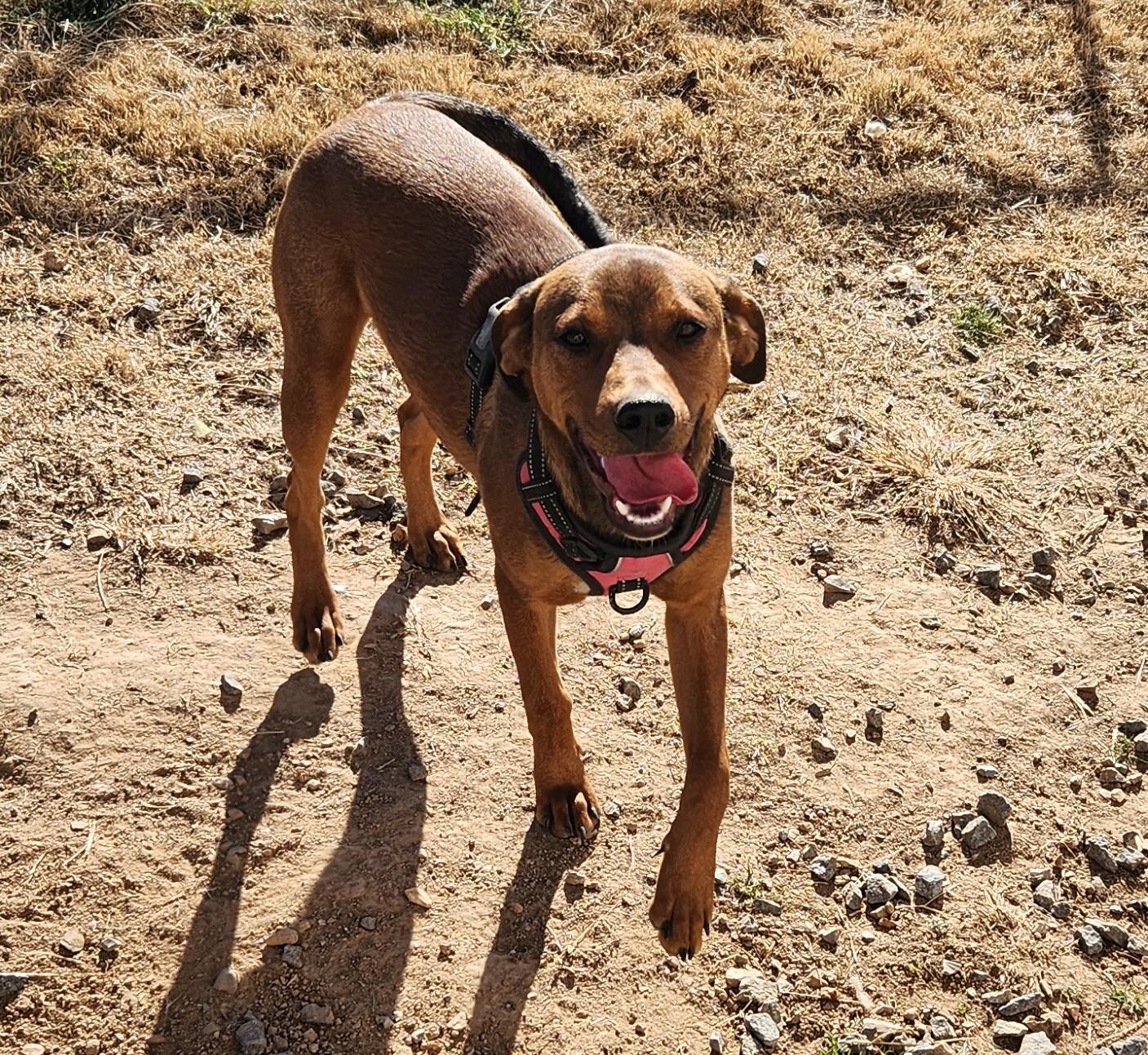 Enlarge Rolo, a ADOPTABLE mixed breed in Siloam Springs, AR image 5/5