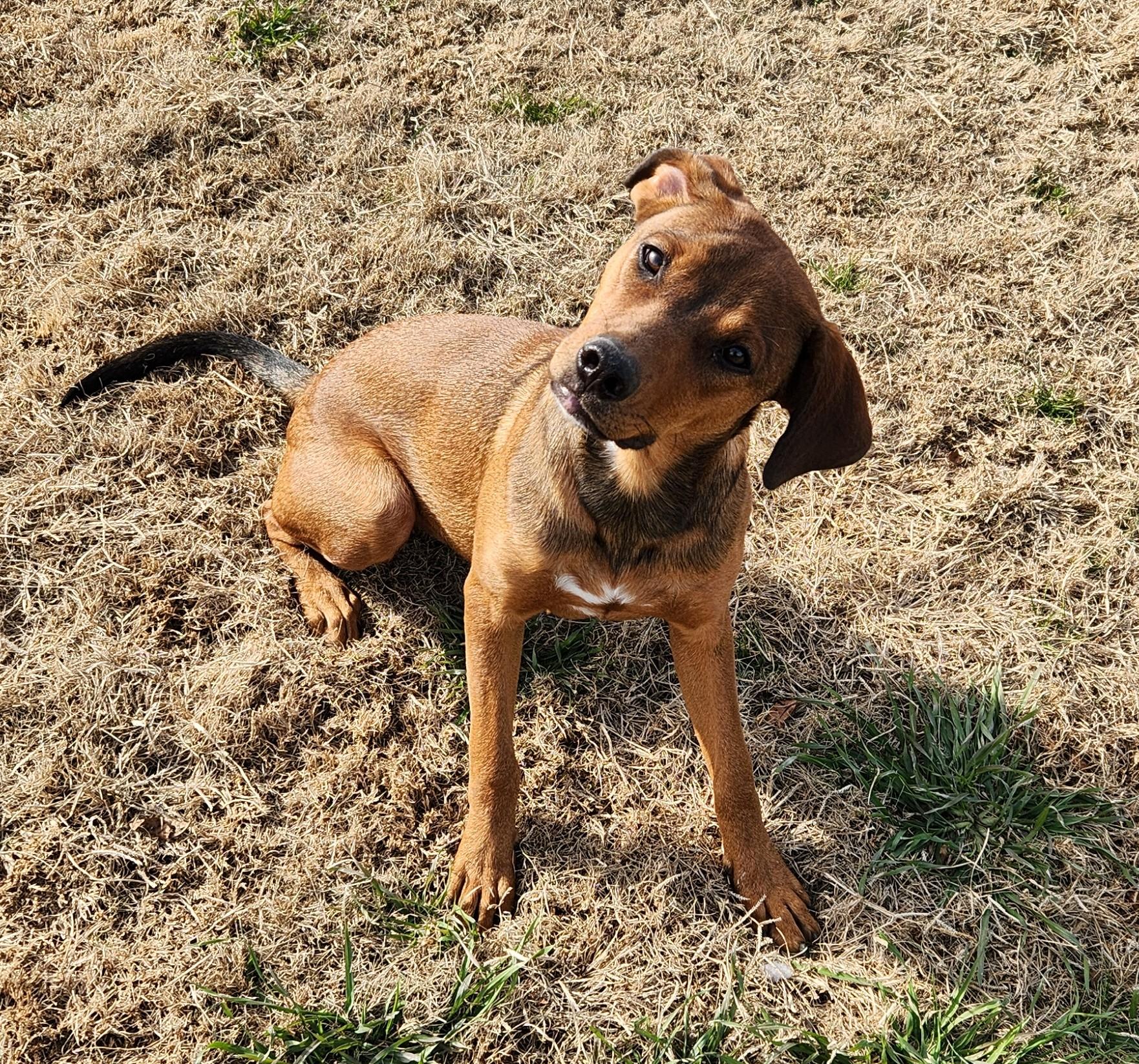 Enlarge Rolo, a ADOPTABLE mixed breed in Siloam Springs, AR image 2/3