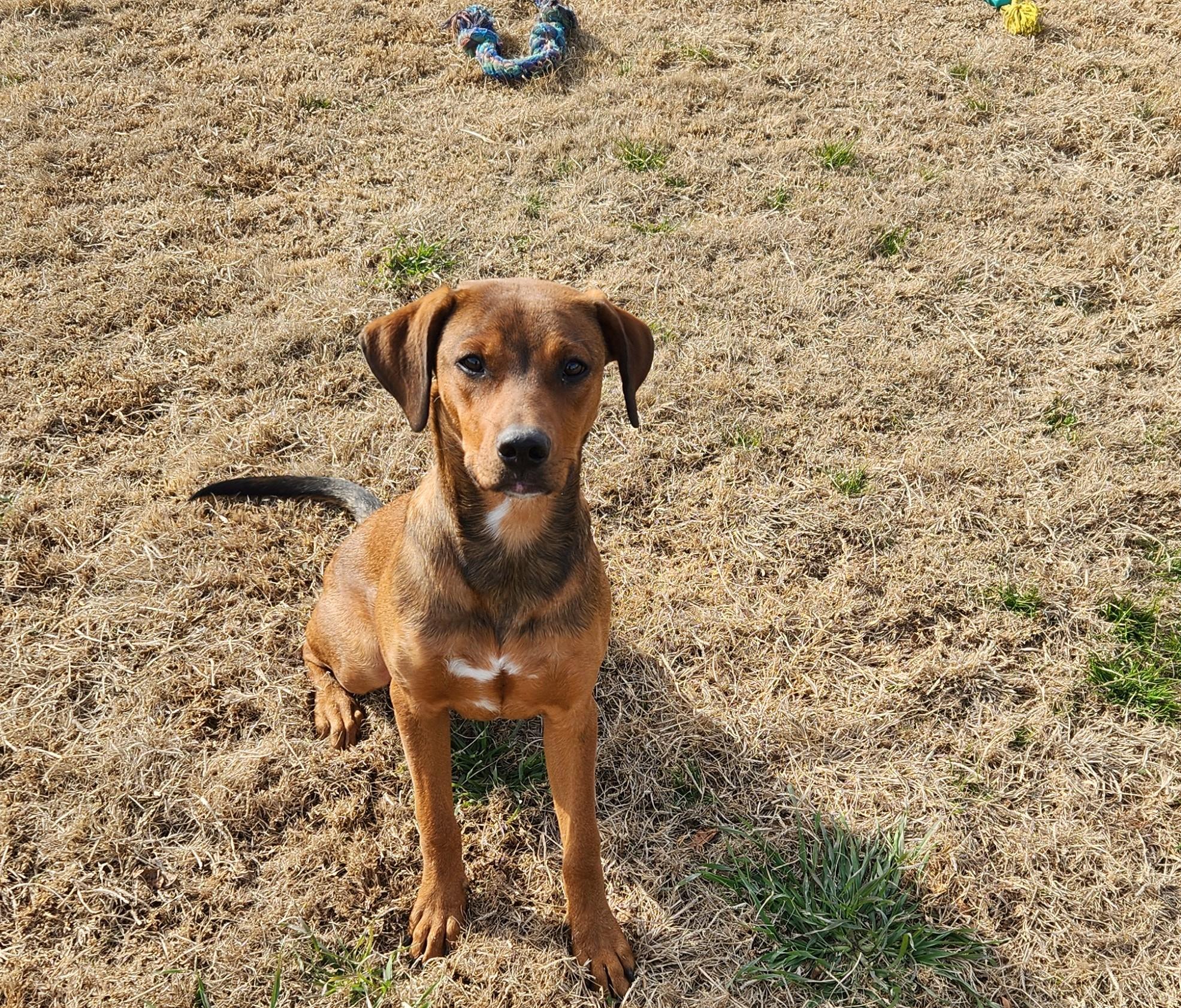 Enlarge Rolo, a ADOPTABLE mixed breed in Siloam Springs, AR image 3/3