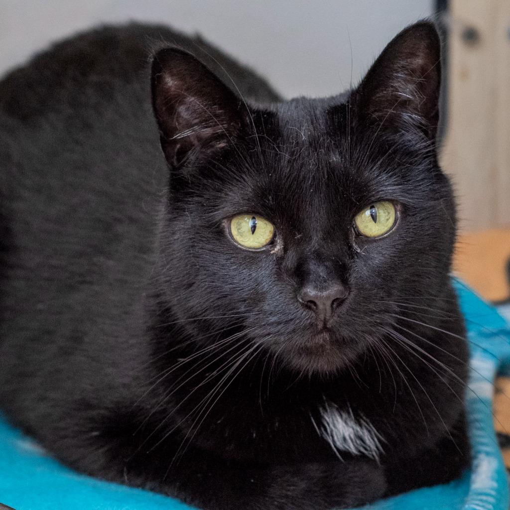 Enlarge Clark, a Adoptable Domestic Short Hair in Pontiac, MI image 1/1