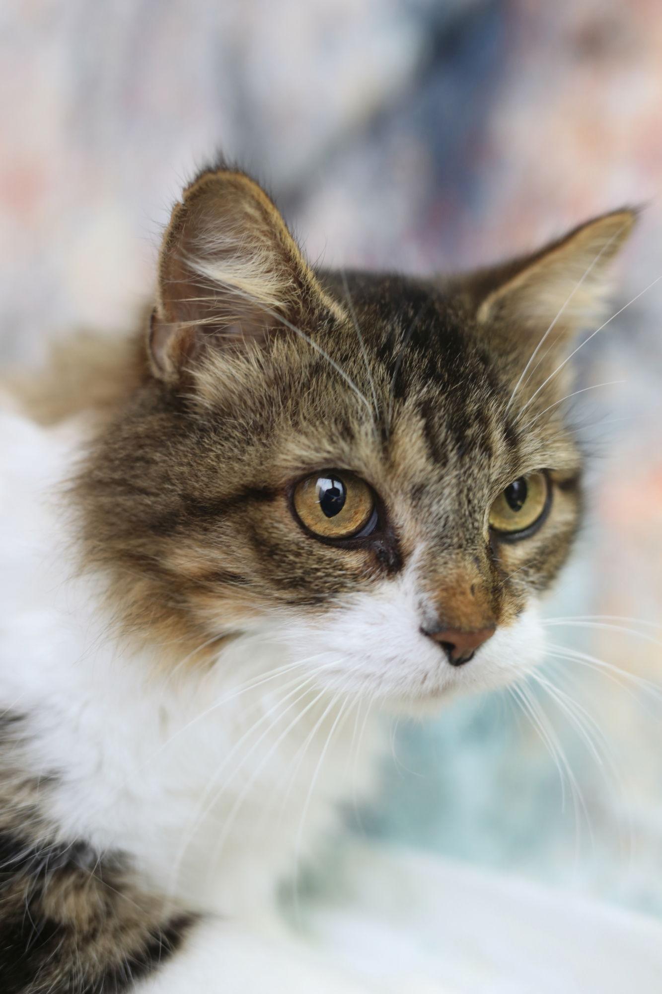 Enlarge Quinby, a Adoptable Domestic Medium Hair in New Prague, MN image 1/3