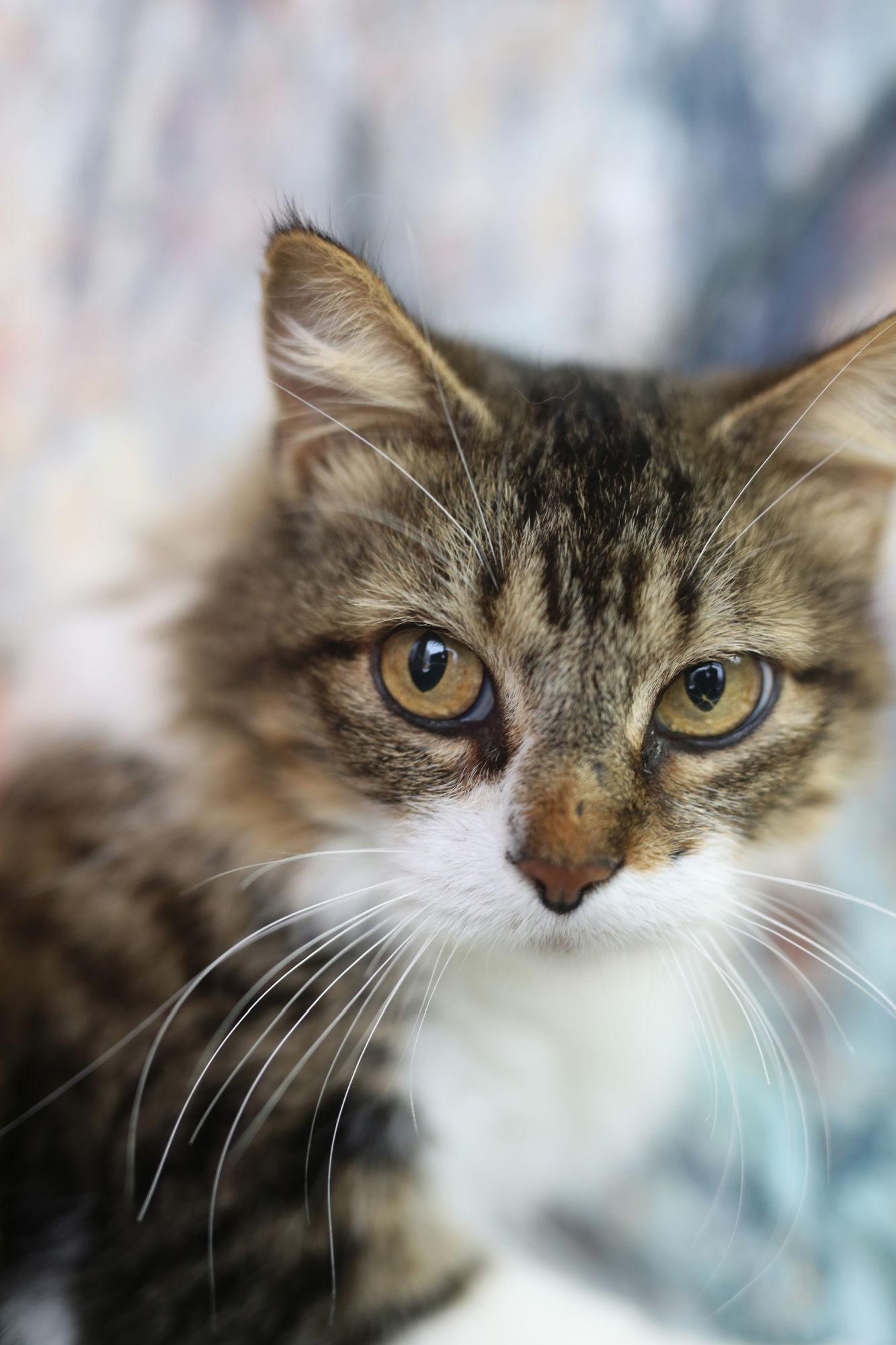 Enlarge Quinby, a Adoptable Domestic Medium Hair in New Prague, MN image 2/3