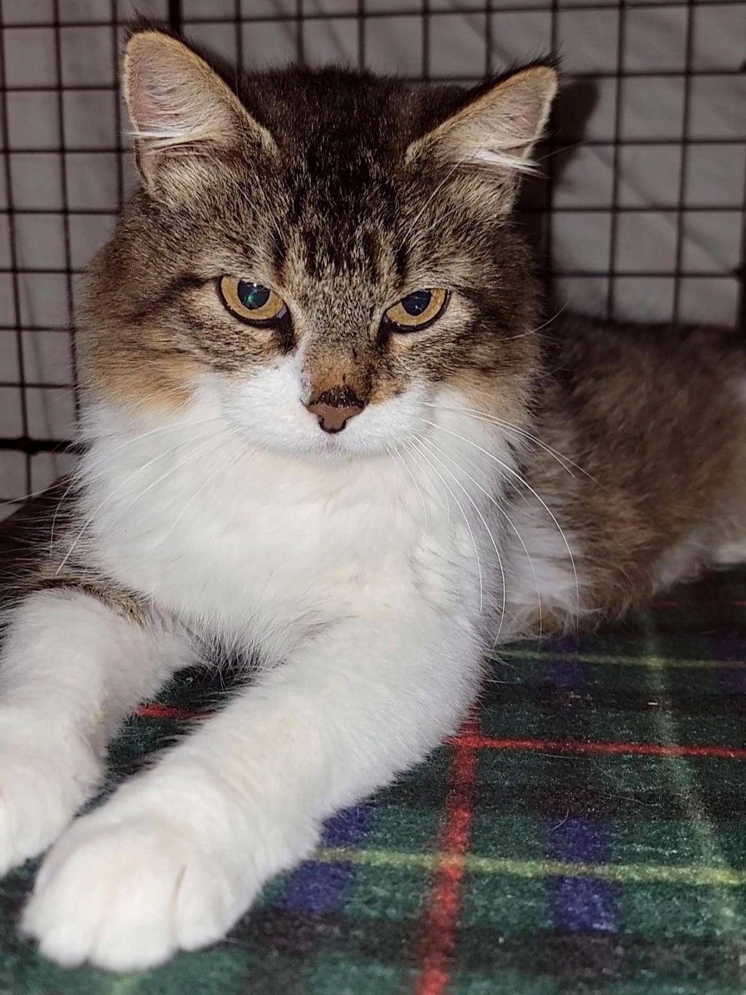 Enlarge Quinby, a Adoptable Domestic Medium Hair in New Prague, MN image 3/3