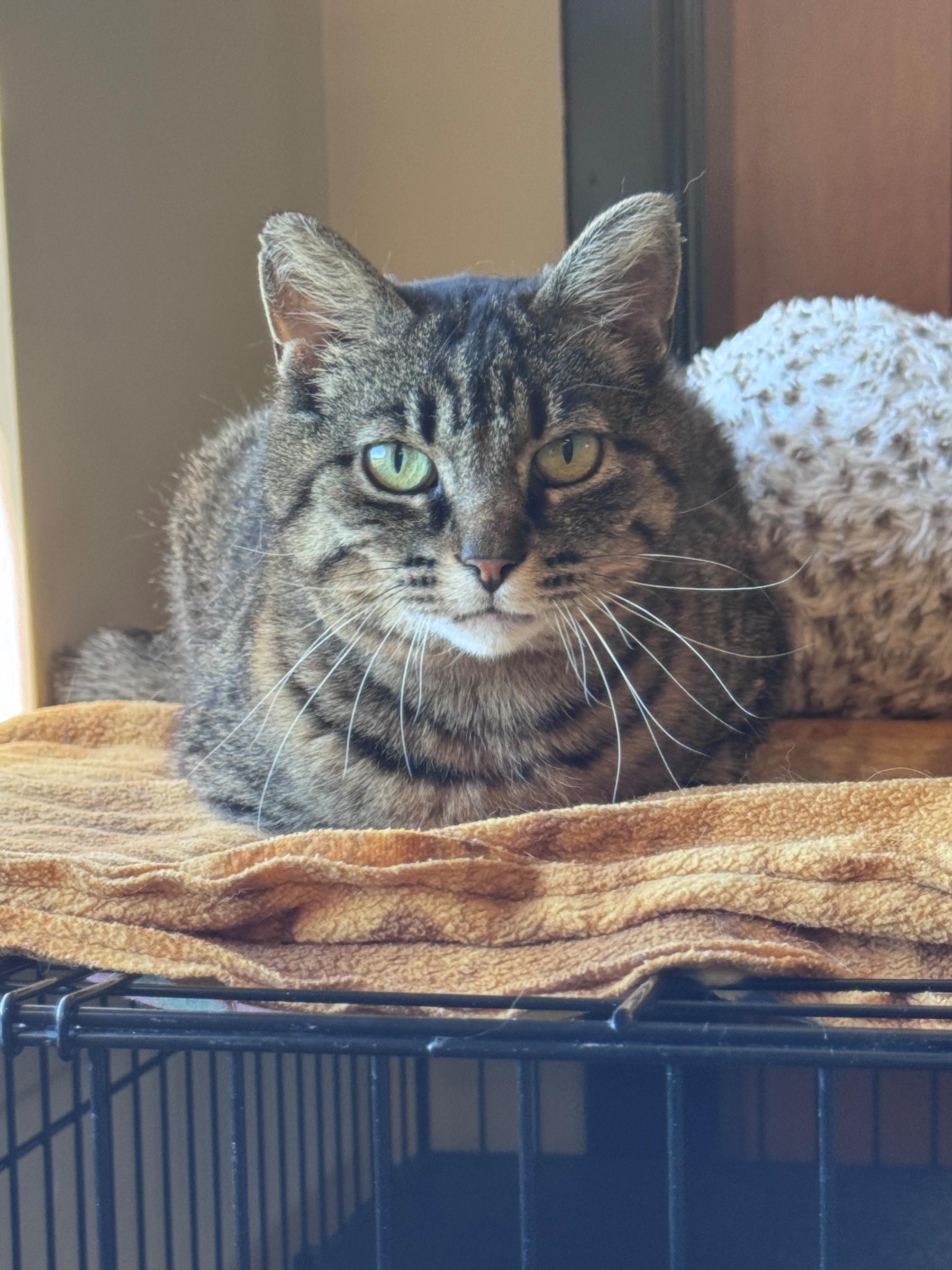 Darla, ADOPTABLE, Adult Female Domestic Short Hair.