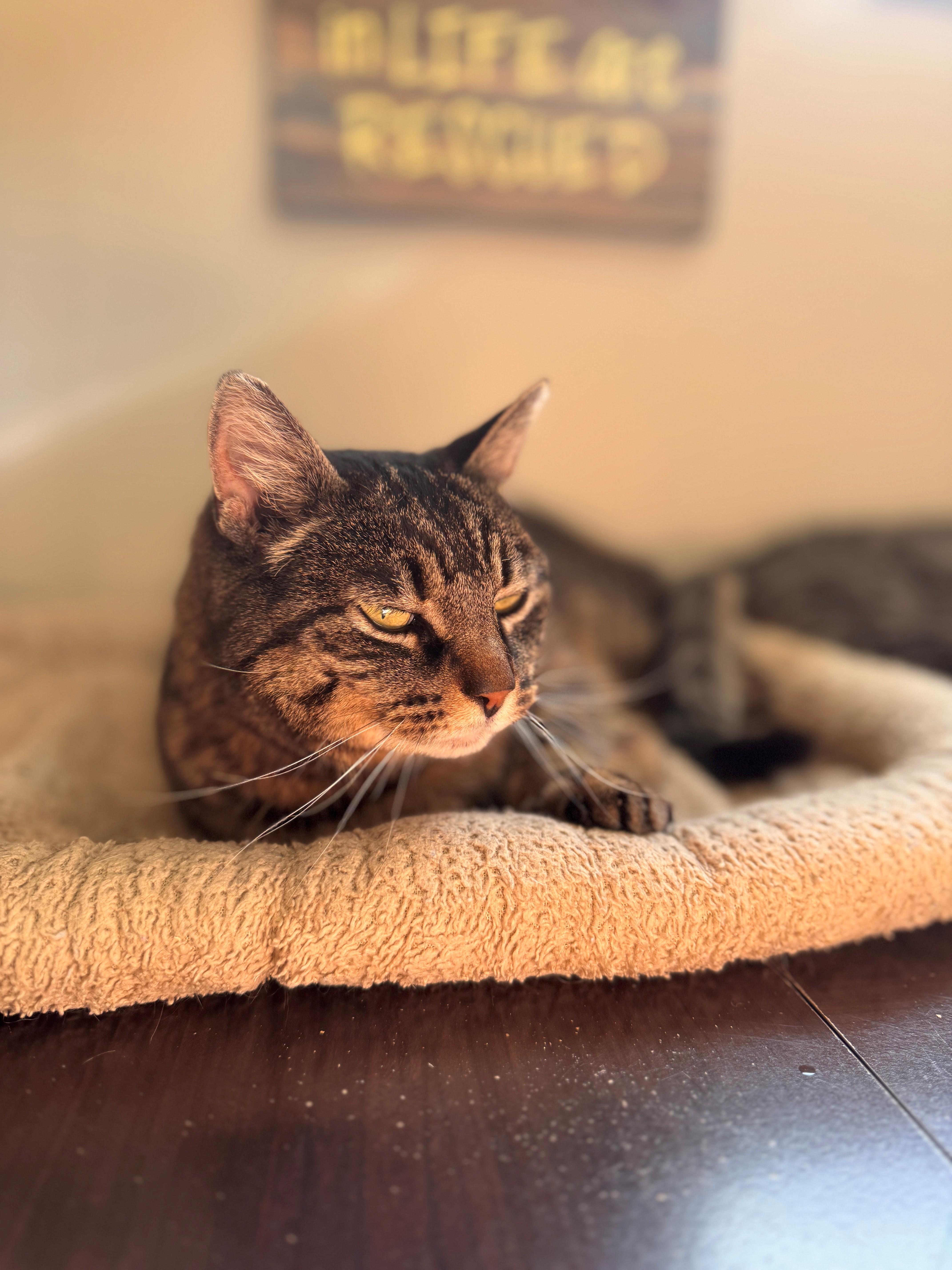 Enlarge Darla, a ADOPTABLE Domestic Short Hair in Hackensack, MN image 1/3