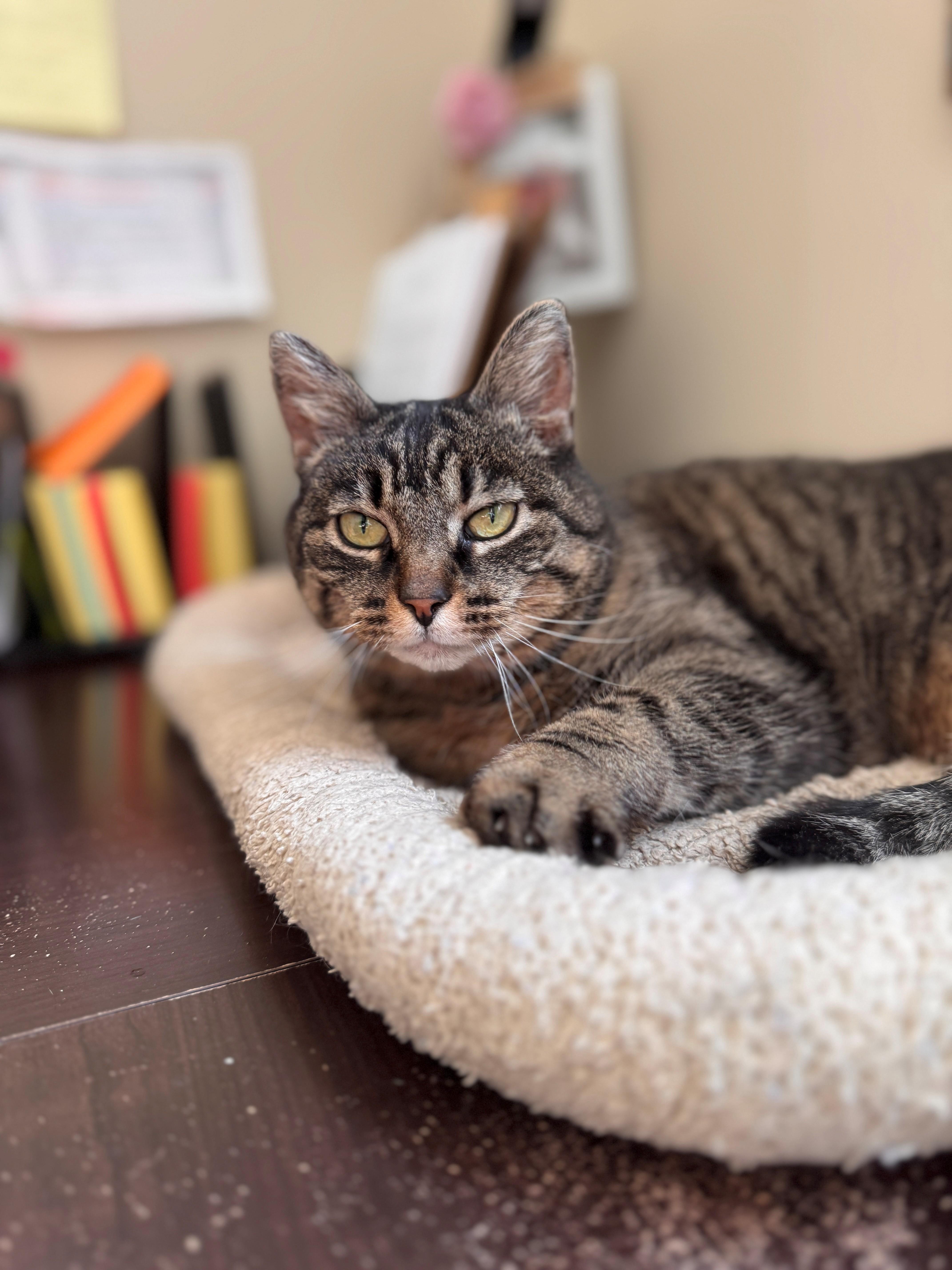 Enlarge Darla, a ADOPTABLE Domestic Short Hair in Hackensack, MN image 3/3