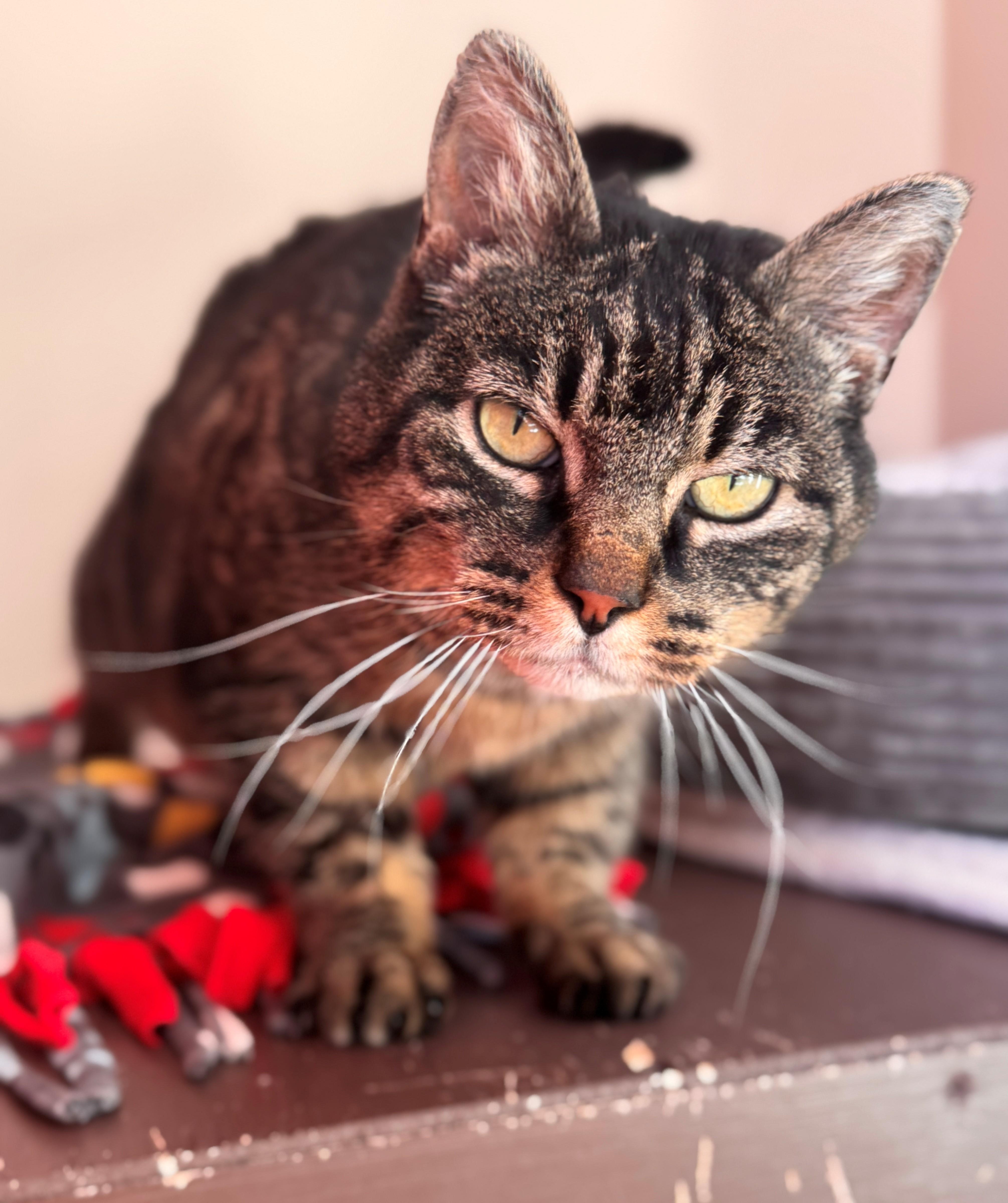 Enlarge Darla, a ADOPTABLE Domestic Short Hair in Hackensack, MN image 1/1