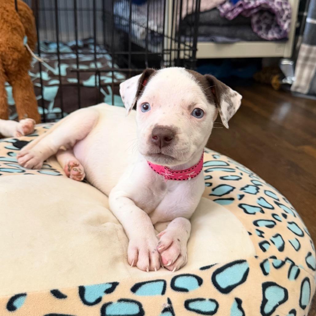 Tiny, Adoptable, Puppy Female Mixed Breed.