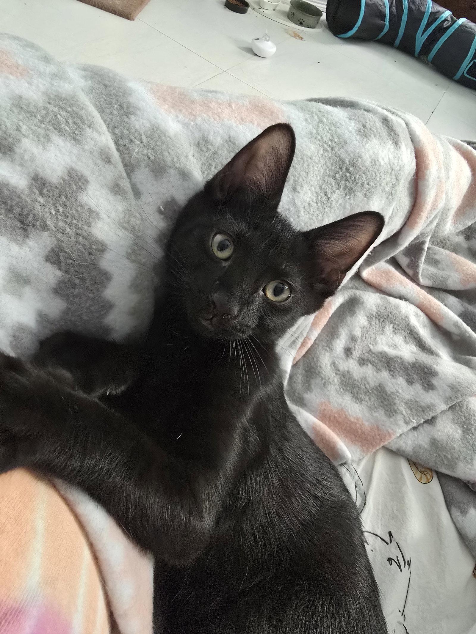 Toadstool, Adoptable, Kitten Male Domestic Short Hair.