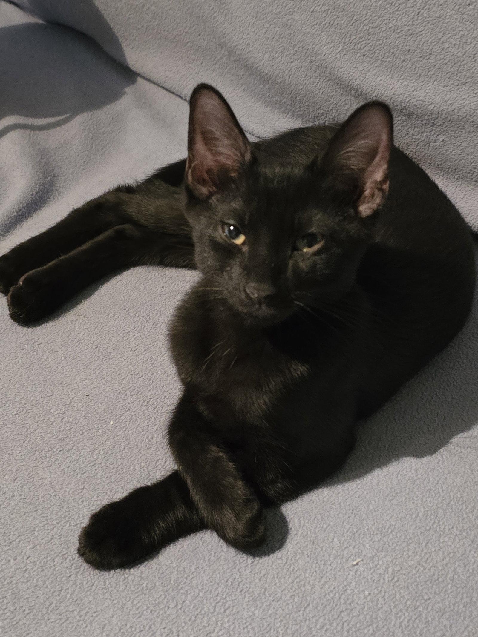 Enlarge Toadstool, a Adoptable Domestic Short Hair in Lighthouse Point, FL image 2/3