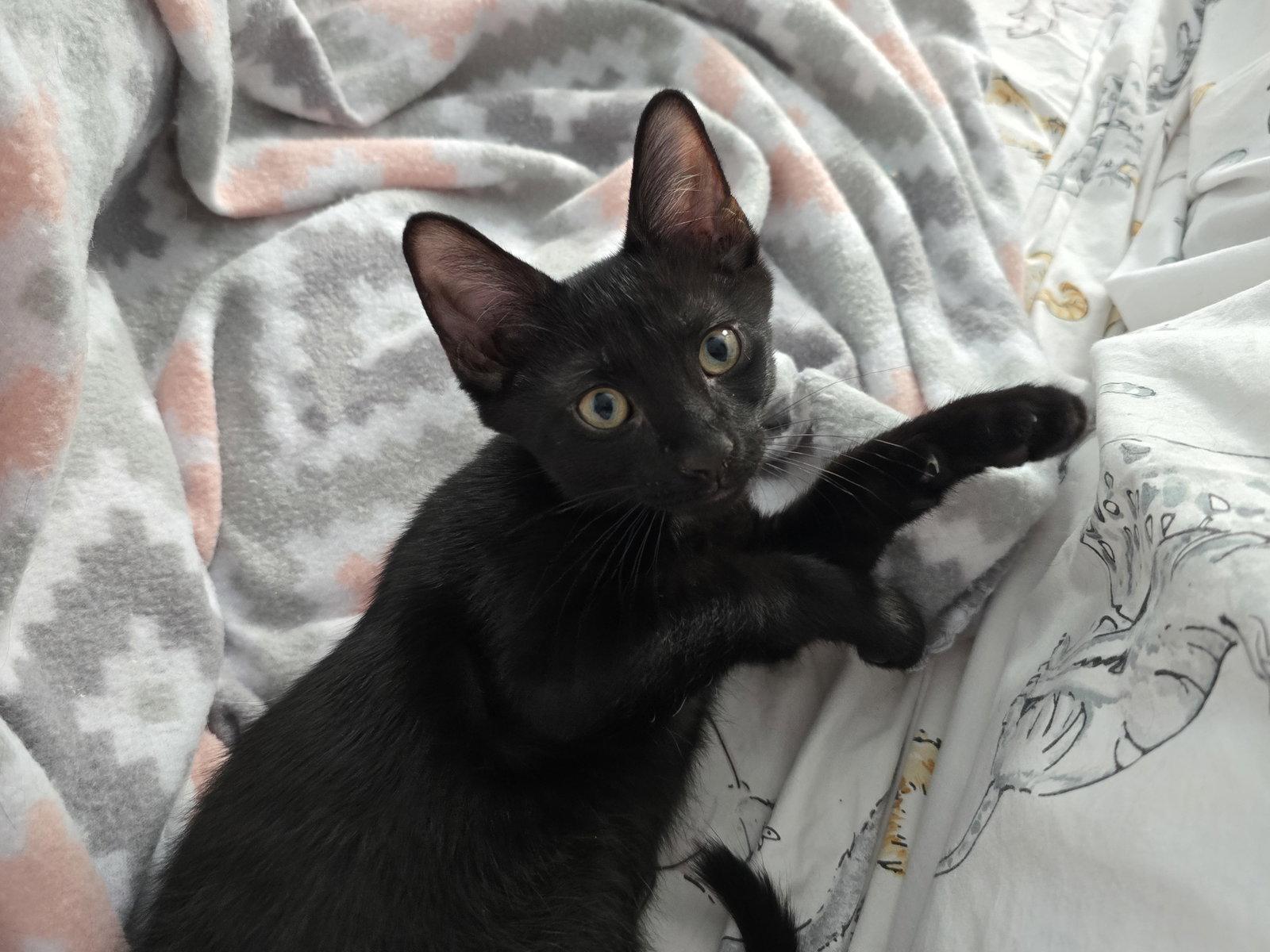 Enlarge Toadstool, a Adoptable Domestic Short Hair in Lighthouse Point, FL image 3/3