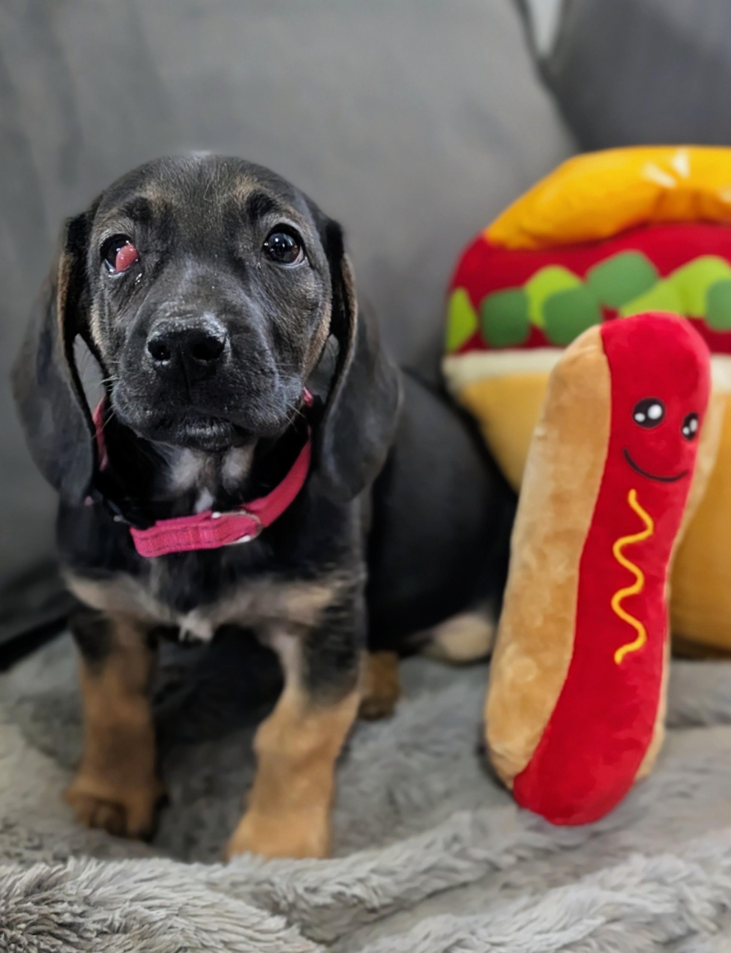 Vienna, a Adoptable mixed breed in TULSA, OK image 1/5