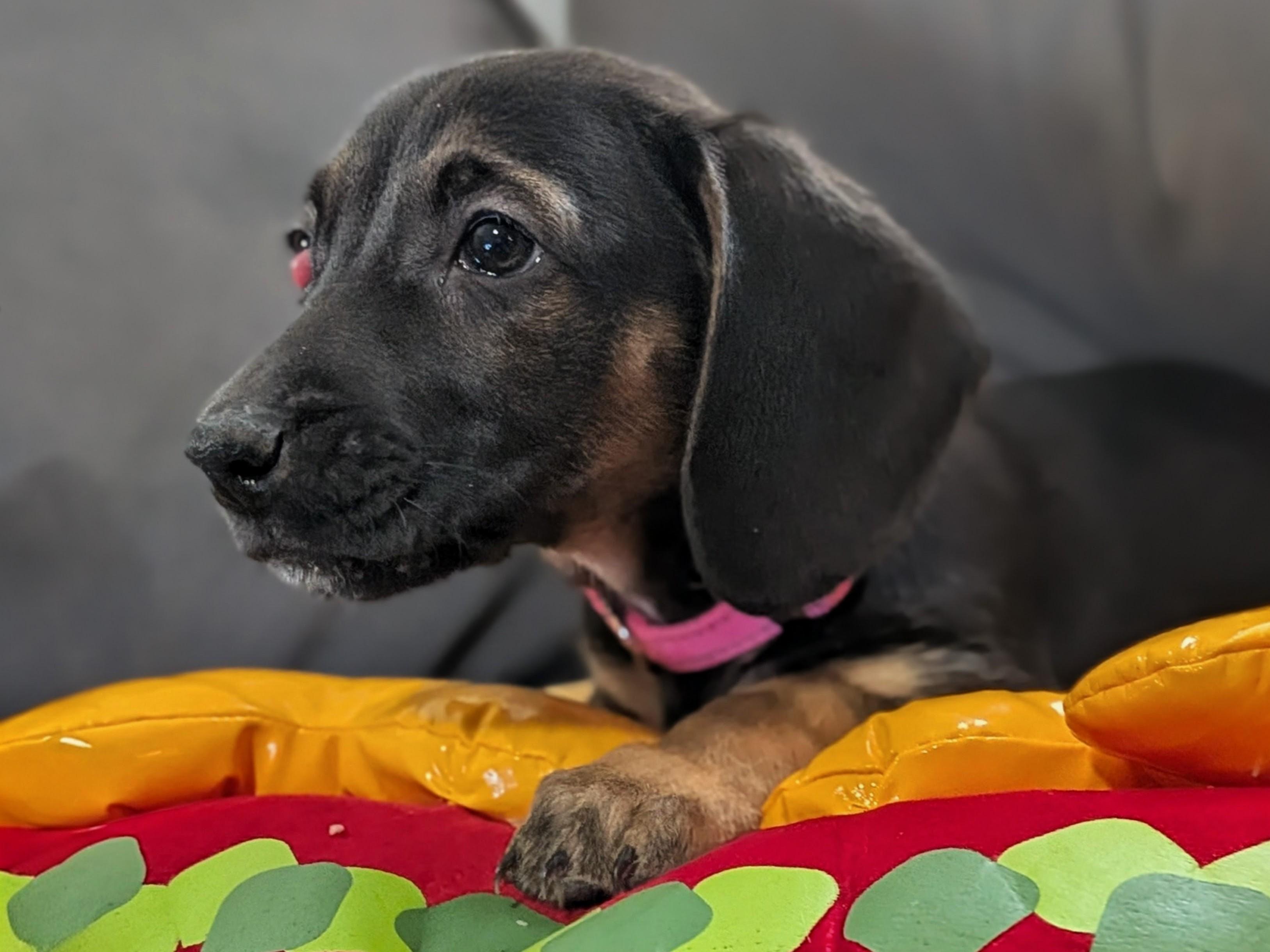Vienna, a Adoptable mixed breed in TULSA, OK image 2/5