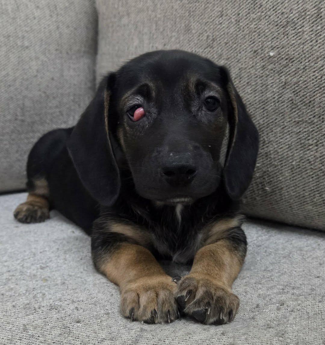 Vienna, a Adoptable mixed breed in TULSA, OK image 3/5