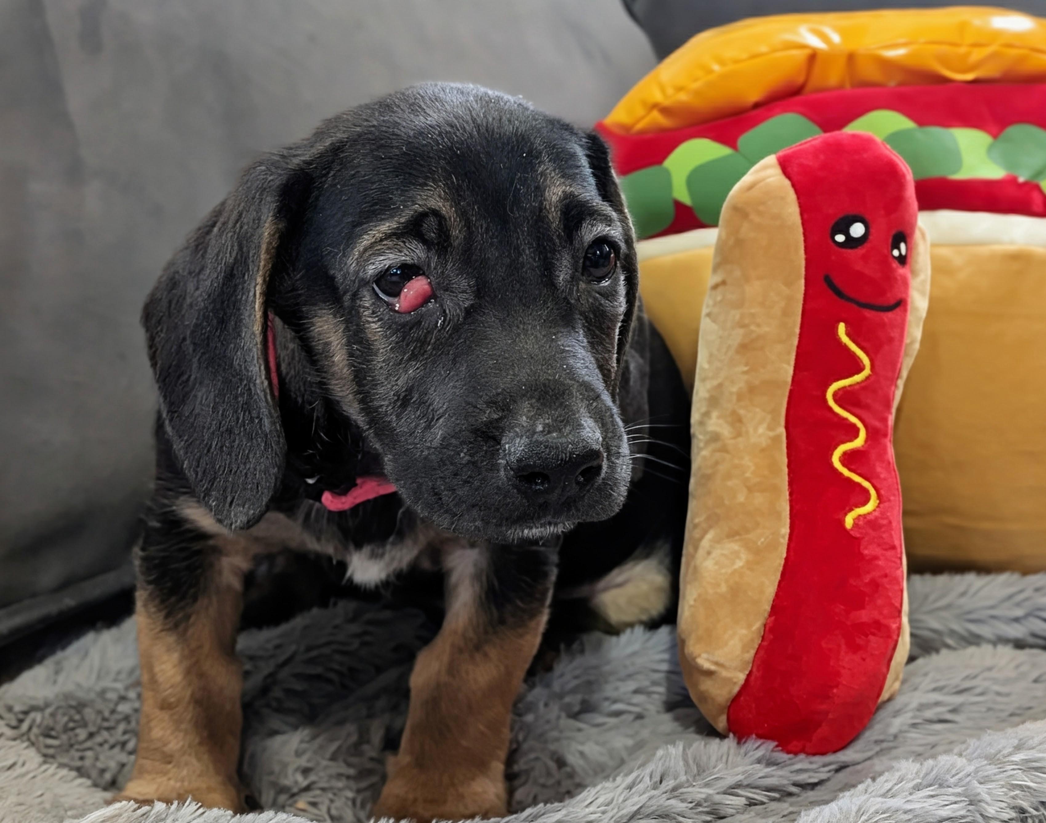 Vienna, a Adoptable mixed breed in TULSA, OK image 4/5