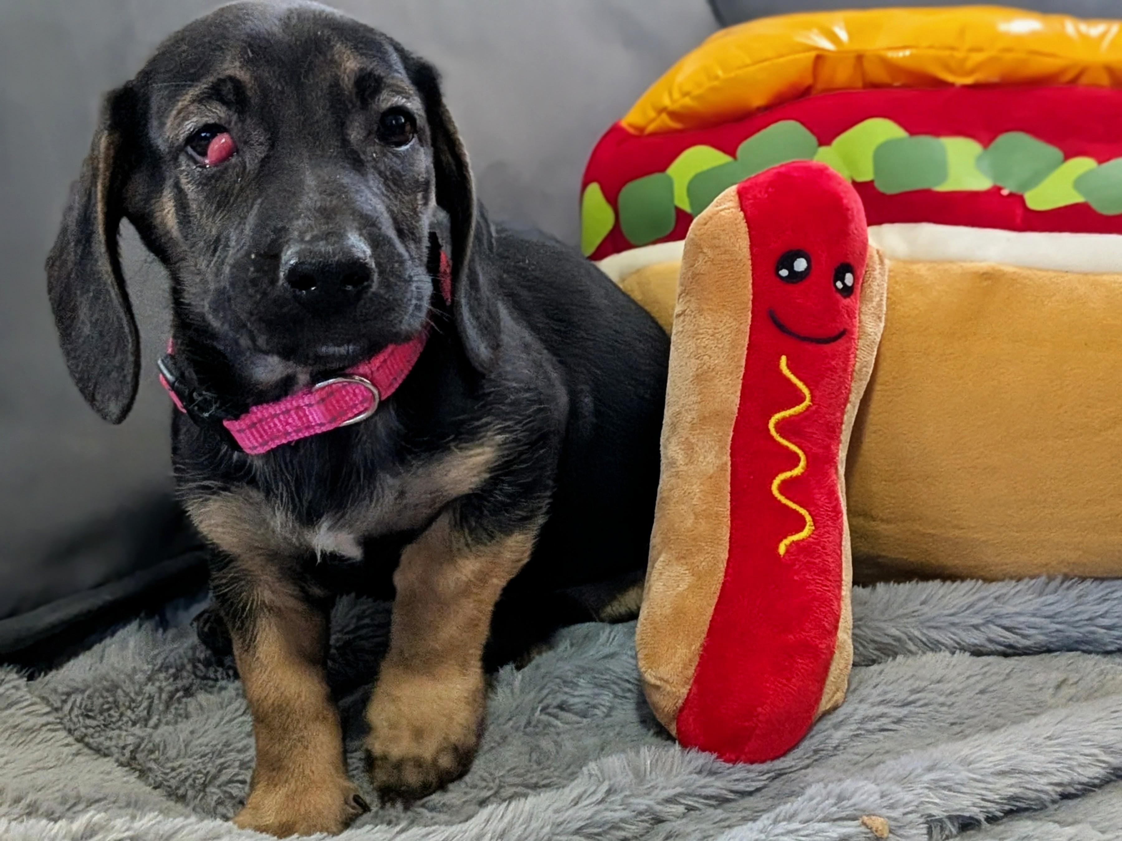 Vienna, a Adoptable mixed breed in TULSA, OK image 5/5